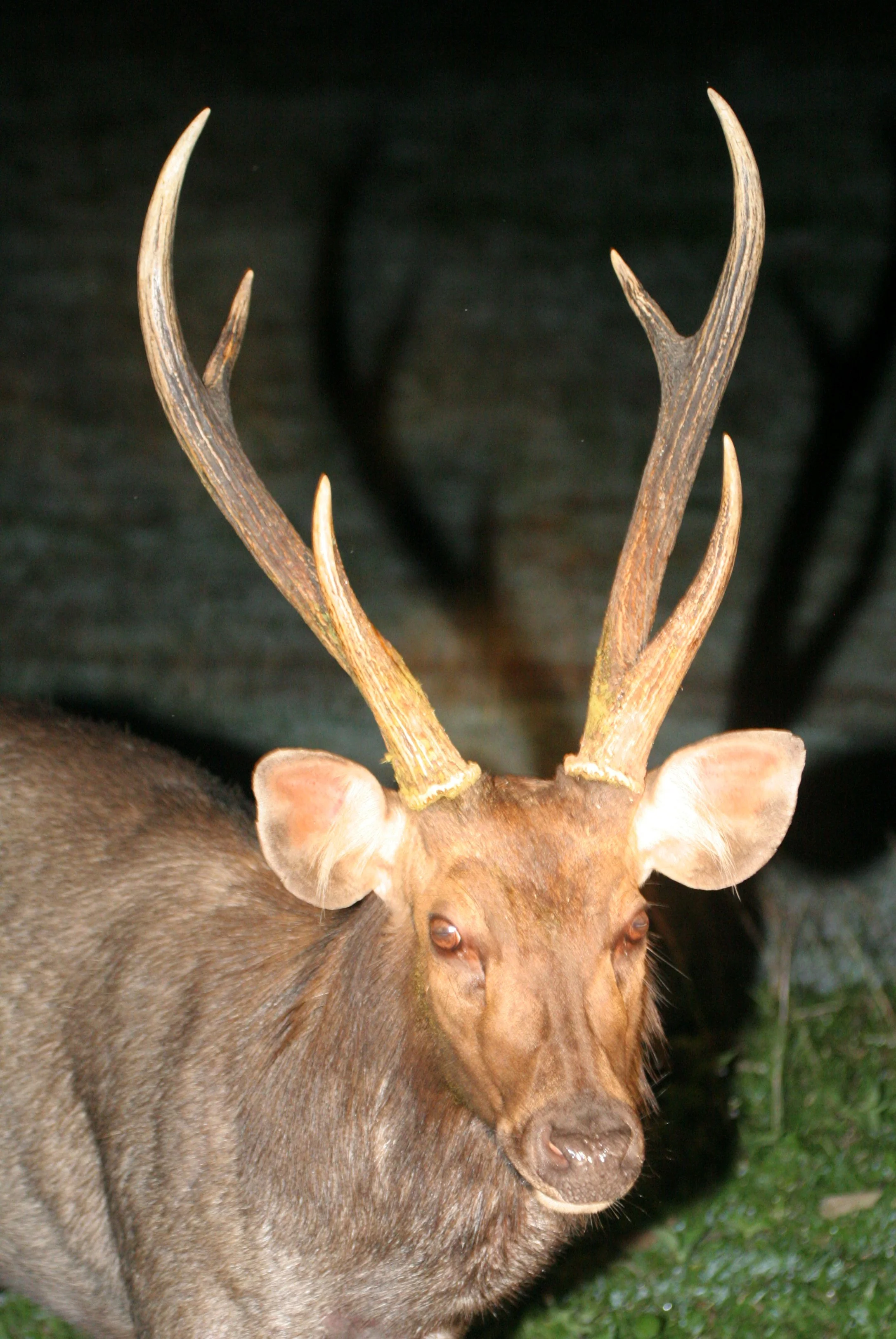 SAMBAR - Rusa unicolor - BUCK WITH FULL RACK - KHAO YAI NATIONAL PARK THAILAND (13).JPG