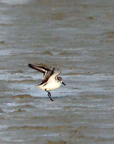 SANDPIPER - SPOON-BILLED SANDPIPER - Calidris pygmeus - PAK THALE PETCHABURI PROVINCE THAILAND (26).jpg