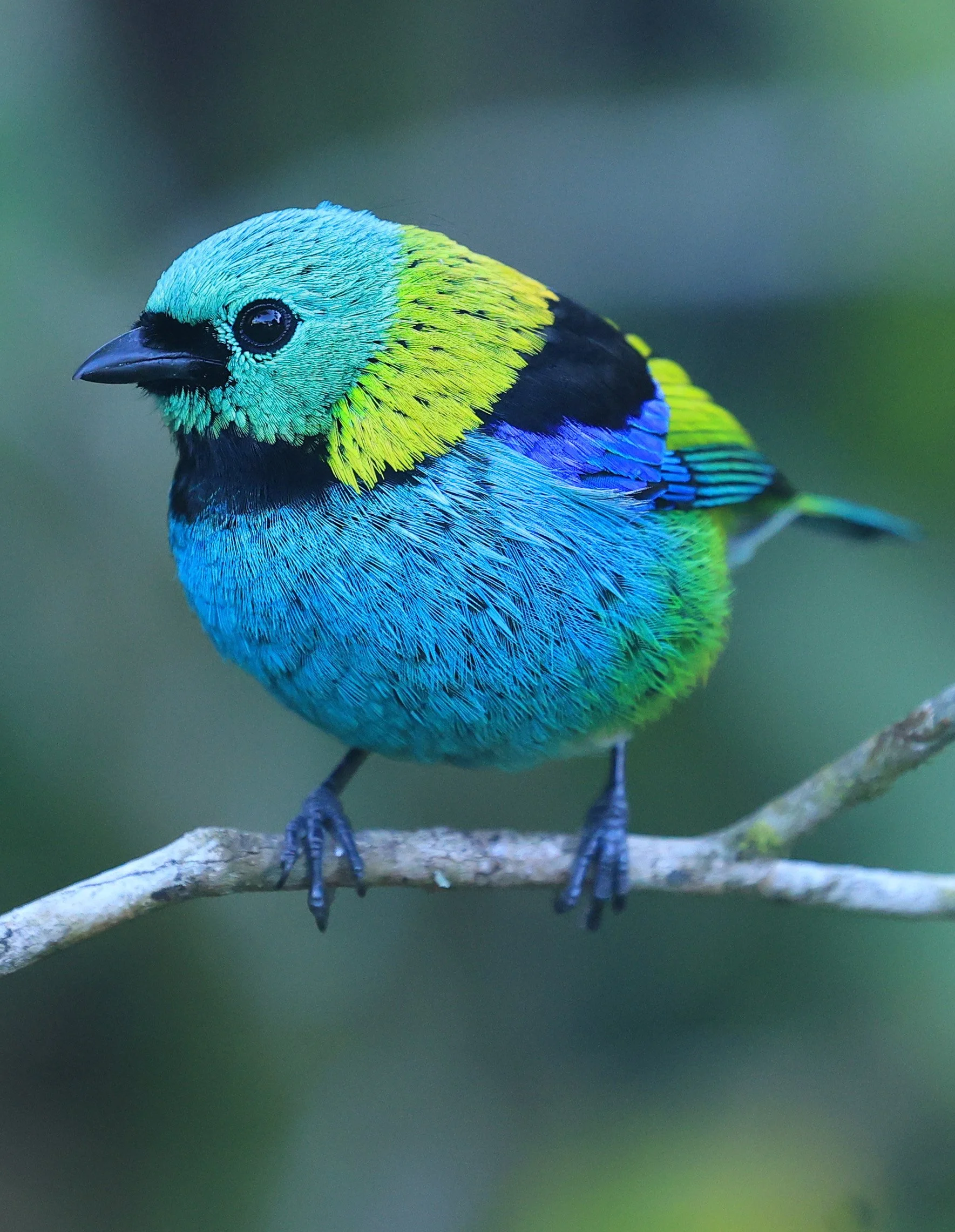 Green-headed Tanager (Tangara seledon)  Superagui National Park, Brazil (213).jpg
