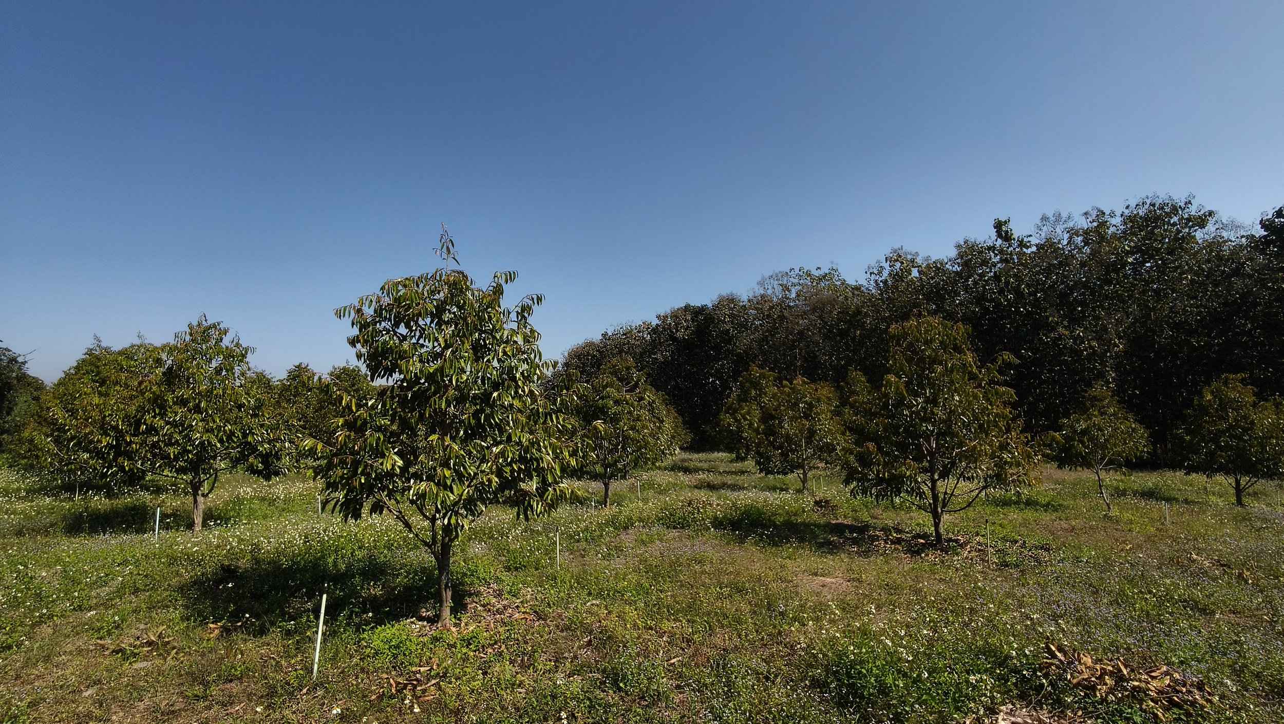 Ngao Durian Farm January 1 2026 (5).jpg