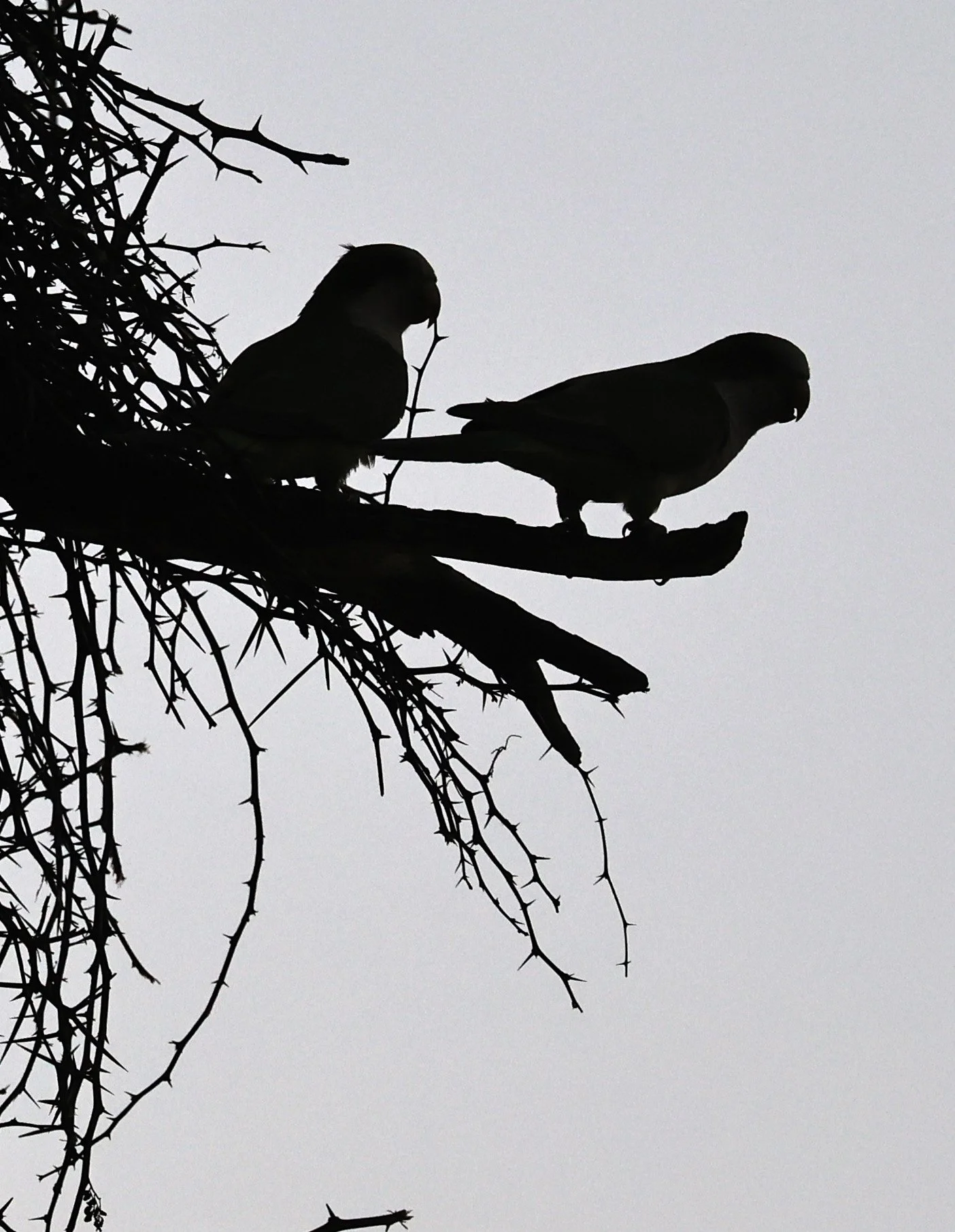 Monk Parakeet (Myiopsitta monachus) Fortin Toledo Paraguay (11).jpg