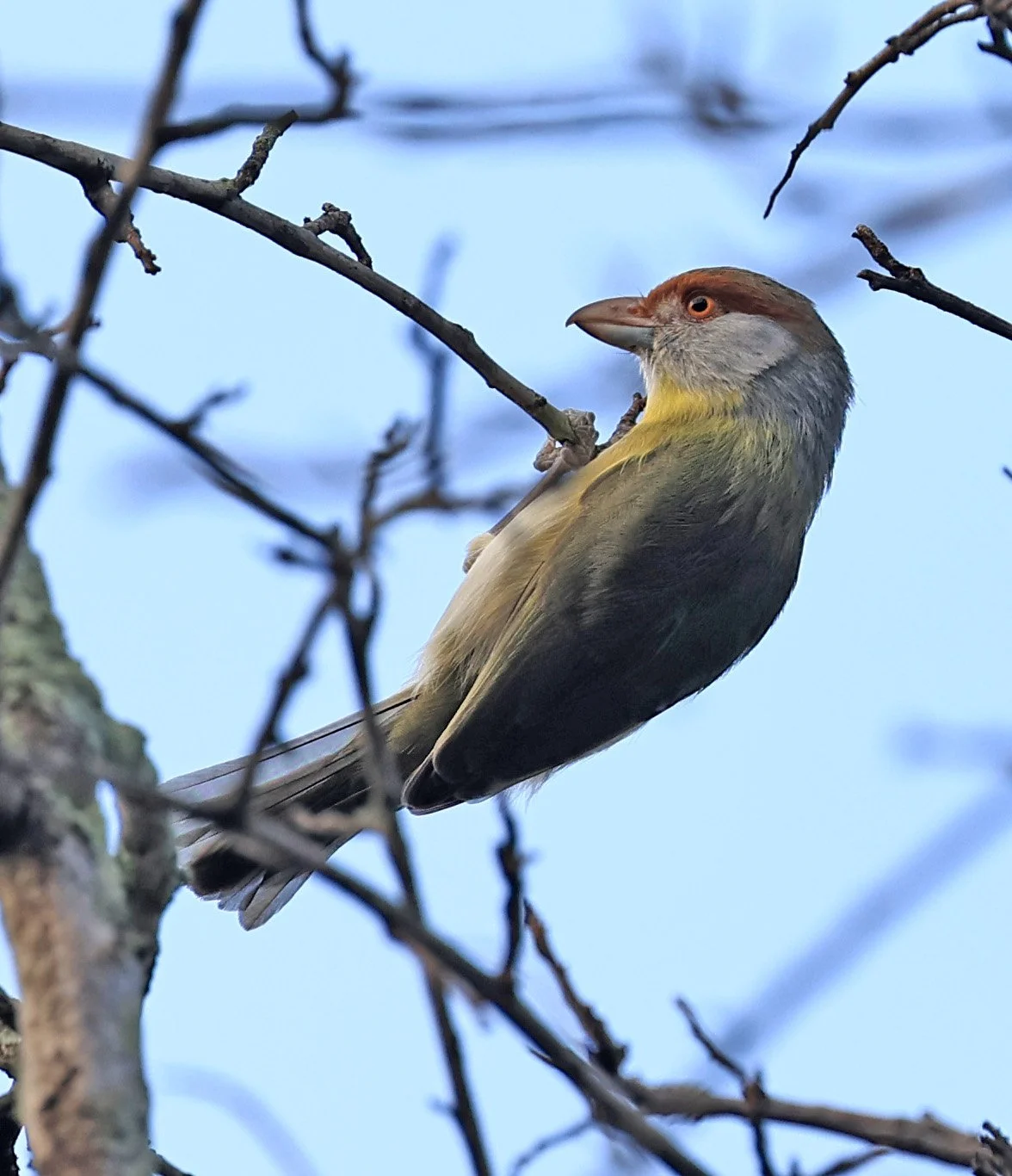 Rufous-browed Peppershrike (Cyclarhis gujanensis) Selva Serena Natural Reserve (7).jpg