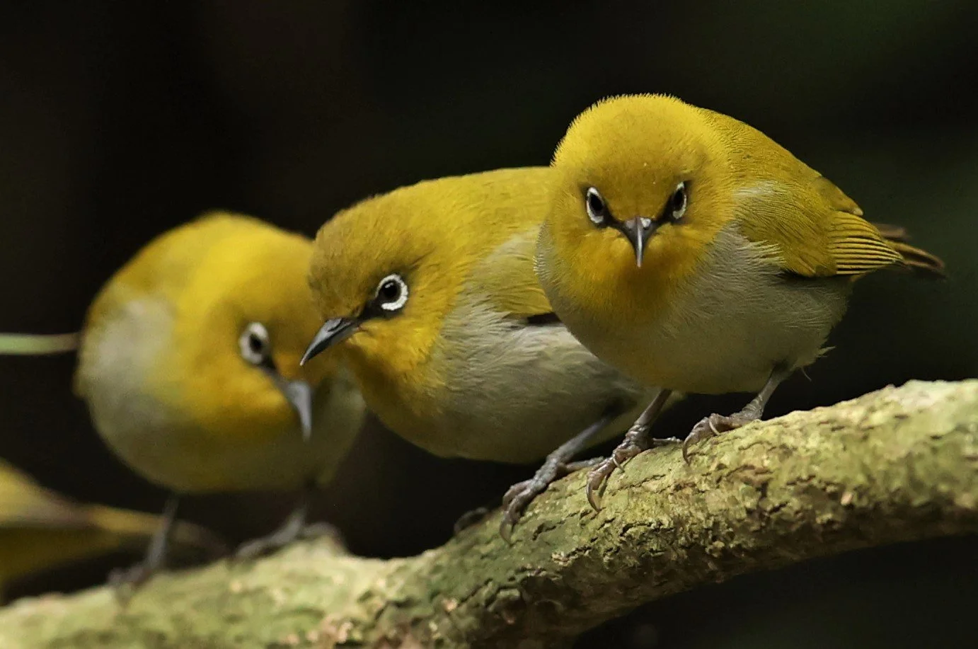 Indian White-eye (Zosterops palpebrosus) Doi Inthanon NP Chiang Mai (25).JPG