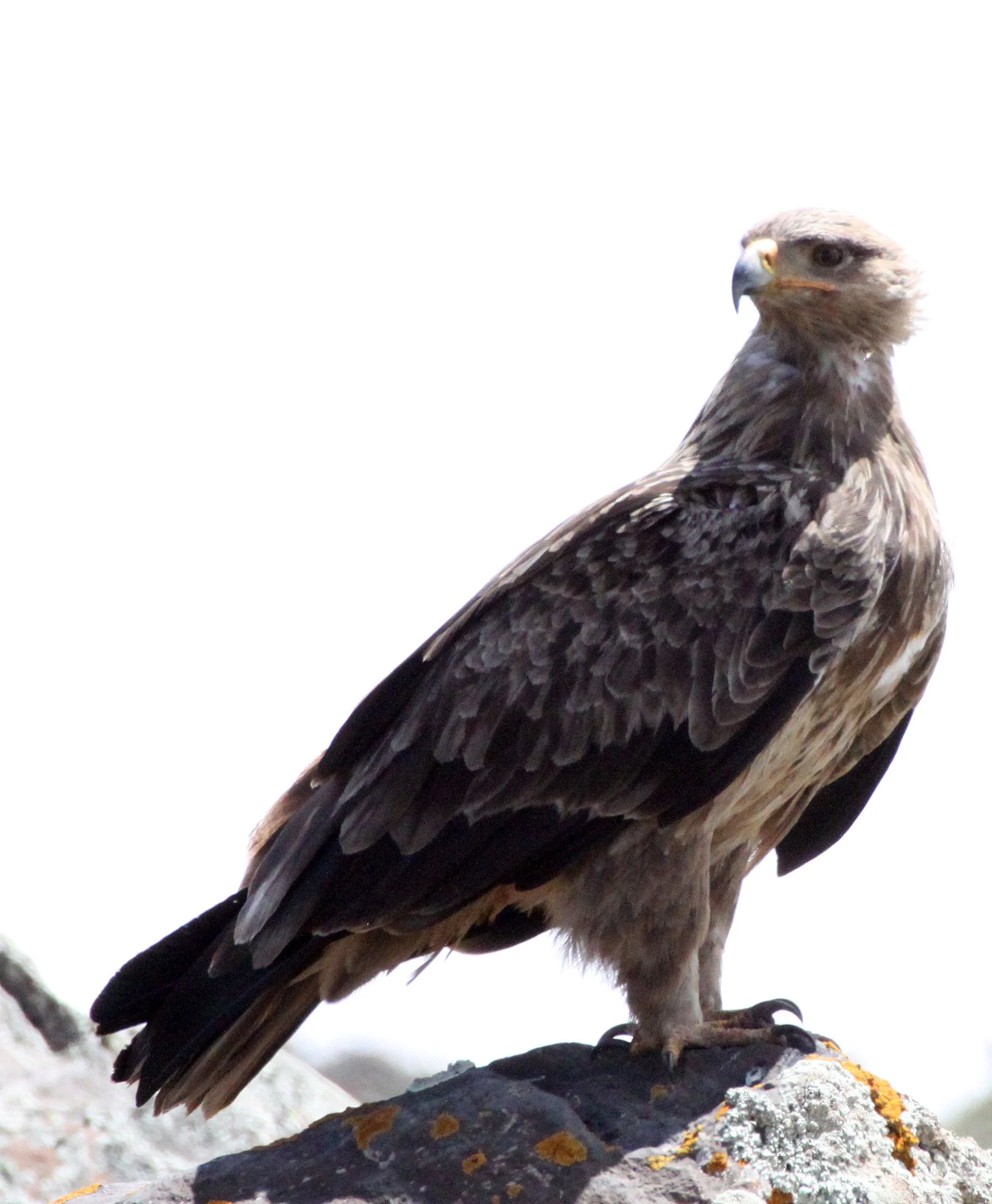Aquila rapax - TAWNY EAGLE - BALE MOUNTAINS NATIONAL PARK ETHIOPIA (47).JPG