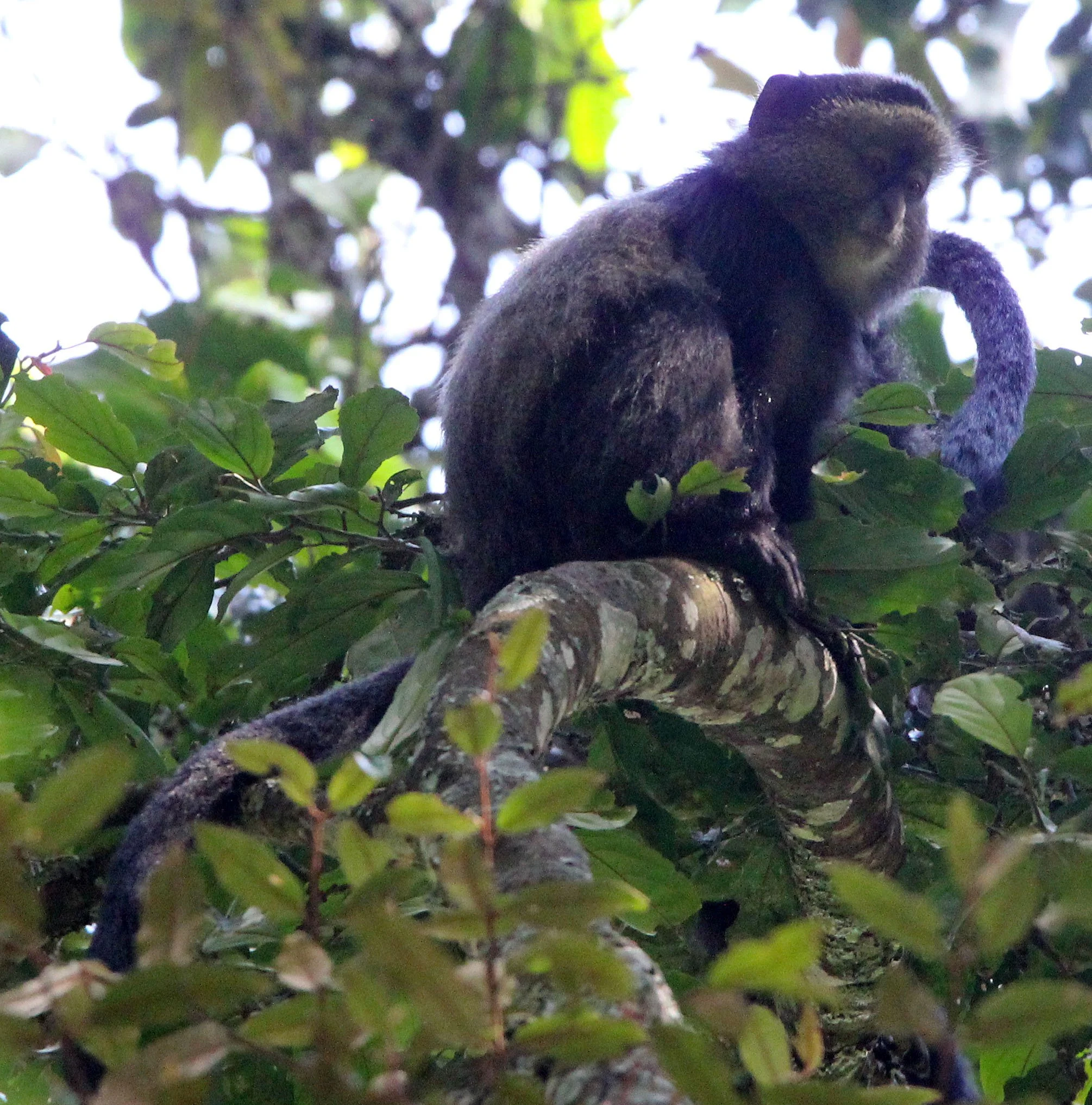 CERCOPITHECIDAE - Cercopithecus doggetti - SILVER MONKEY - NYUNGWE NATIONAL PARK RWANDA (152).JPG