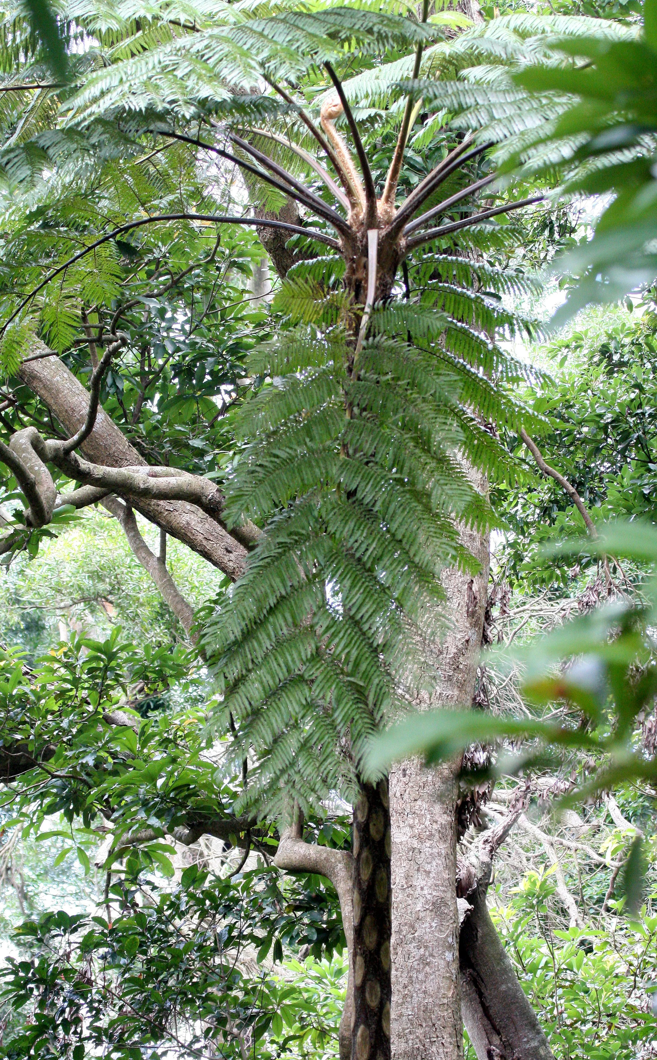 TAIWAN - SUBTROPICAL FOREST - PLANT SPECIES (3).JPG