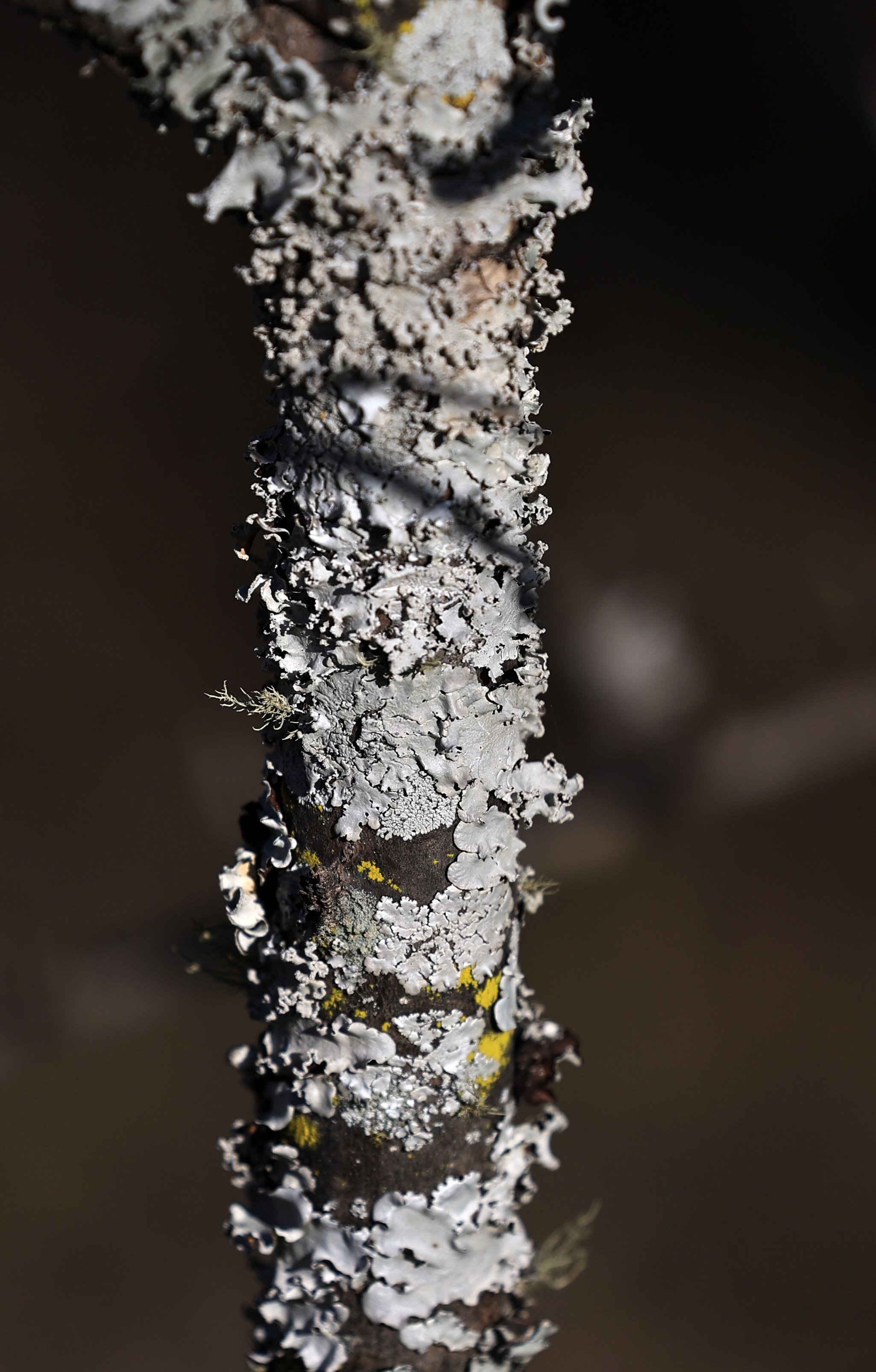 Foliose lichen