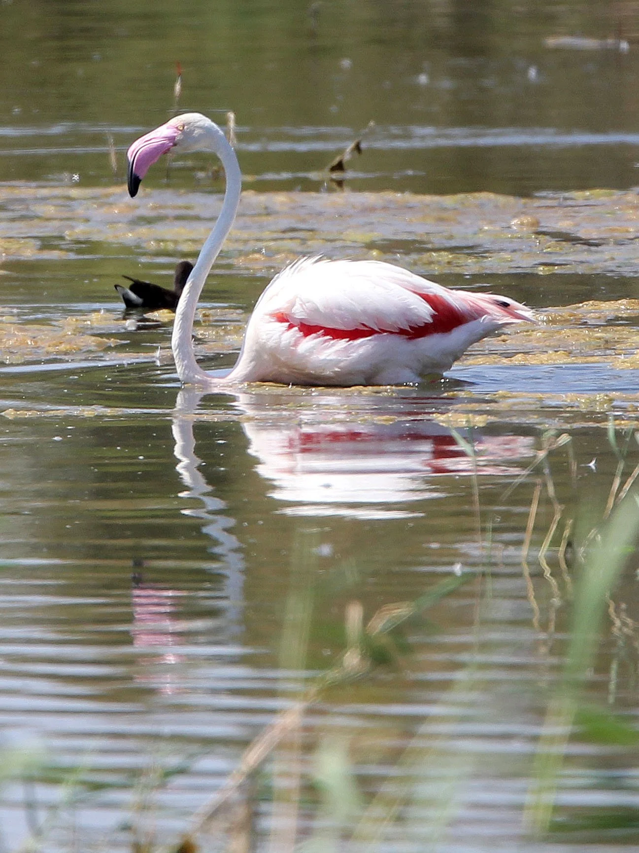 Phoenicopterus roseus - Greater Flamingo - Laguna Dulce Spain (22).JPG