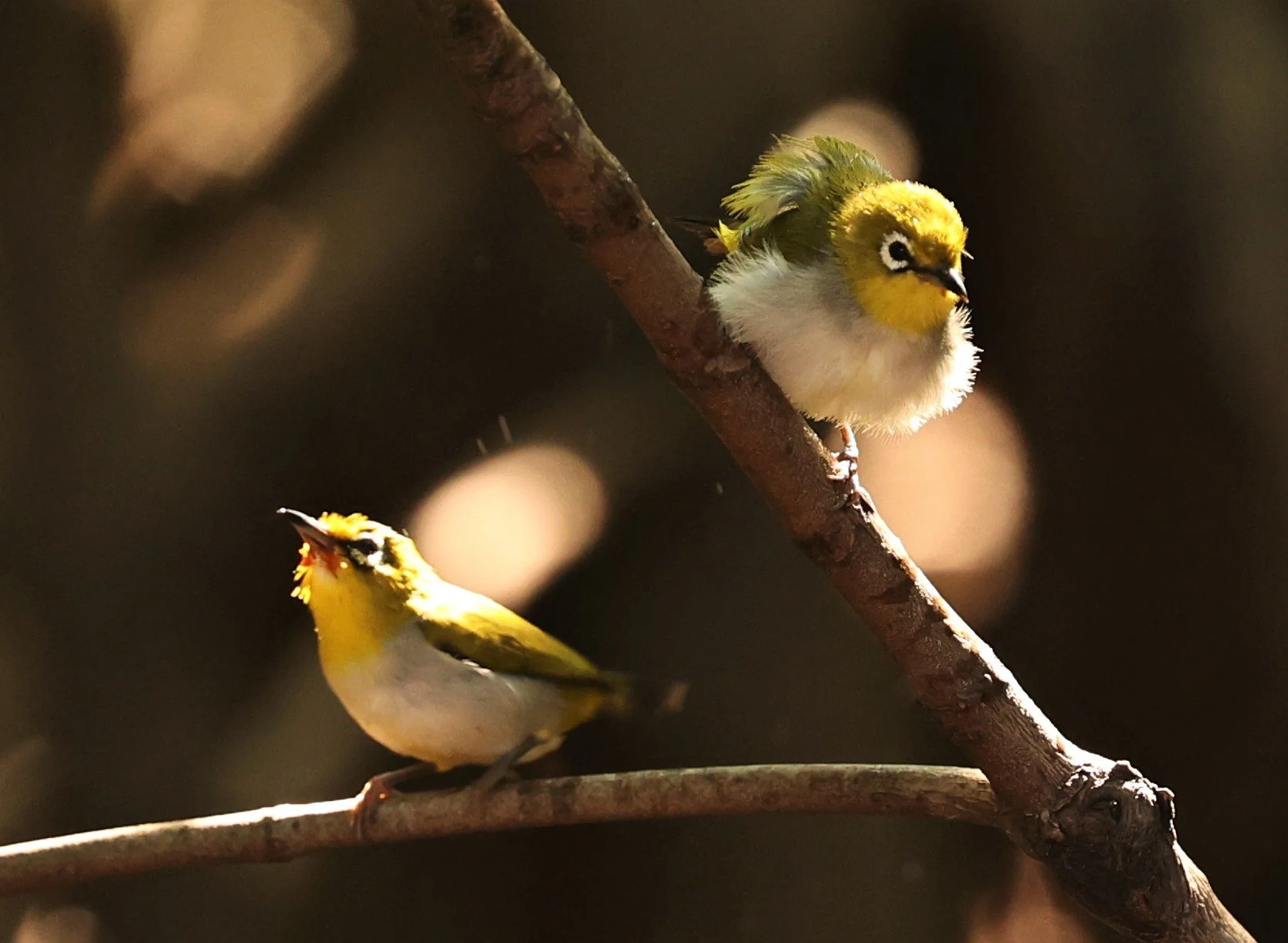 Swinhoe's White-eye (Zosterops simplex) Bang Pu Recreational Park & Mangrove Forest (220).jpg