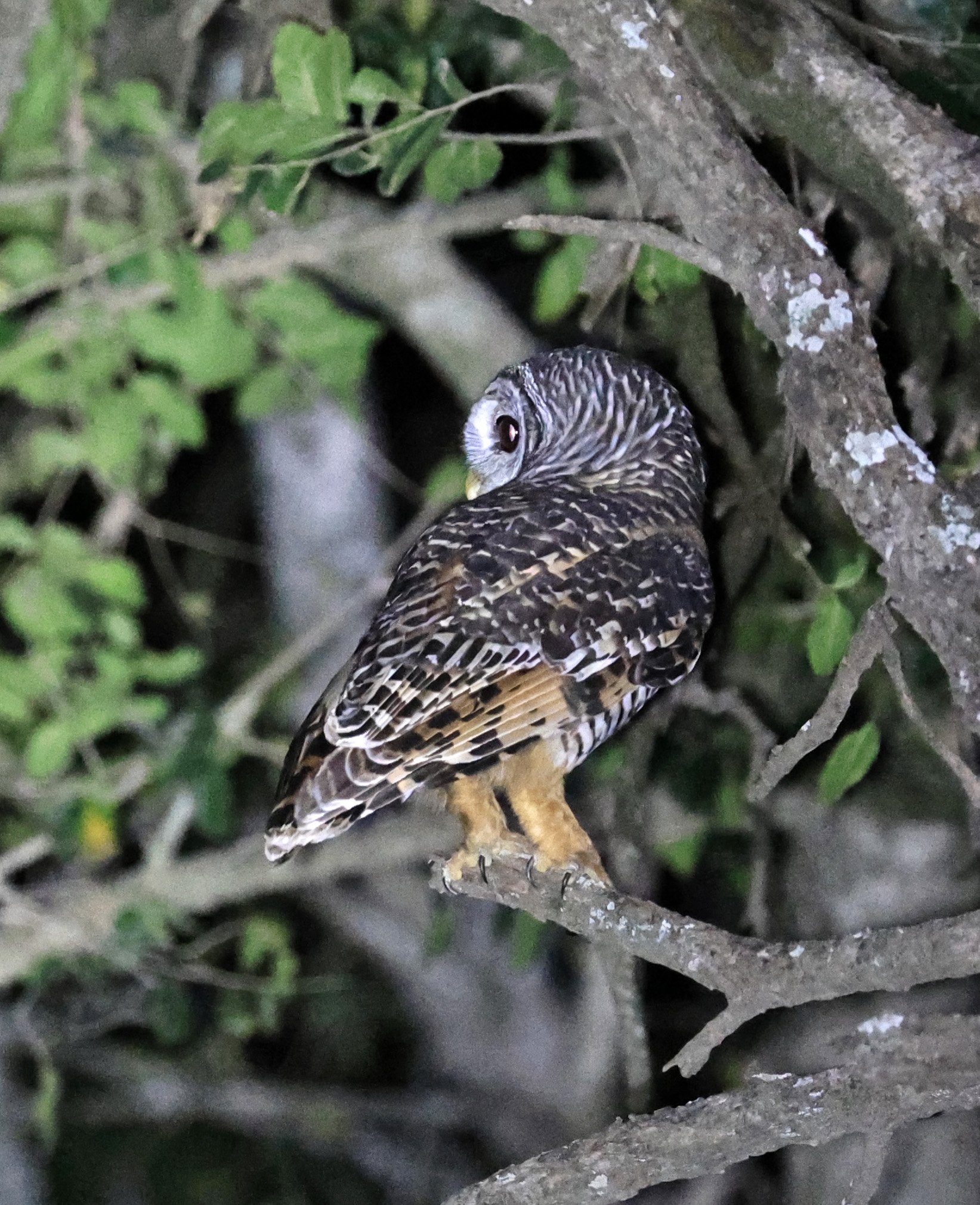 Chaco Owl (Strix chacoensis) Estancia Campo'í Paraguay (80).jpg