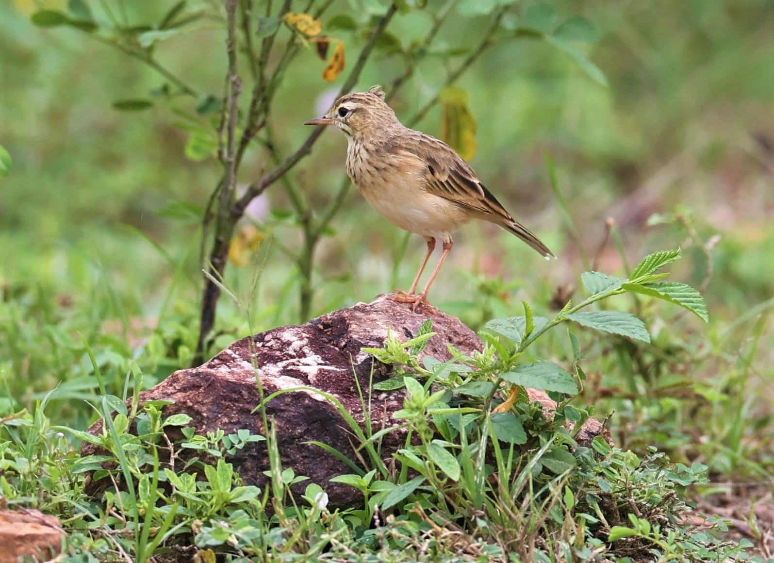 Paddyfield Pipit (Anthus rufulus) PHU PLU SCRUBLANDS PETBURI (10).jpg