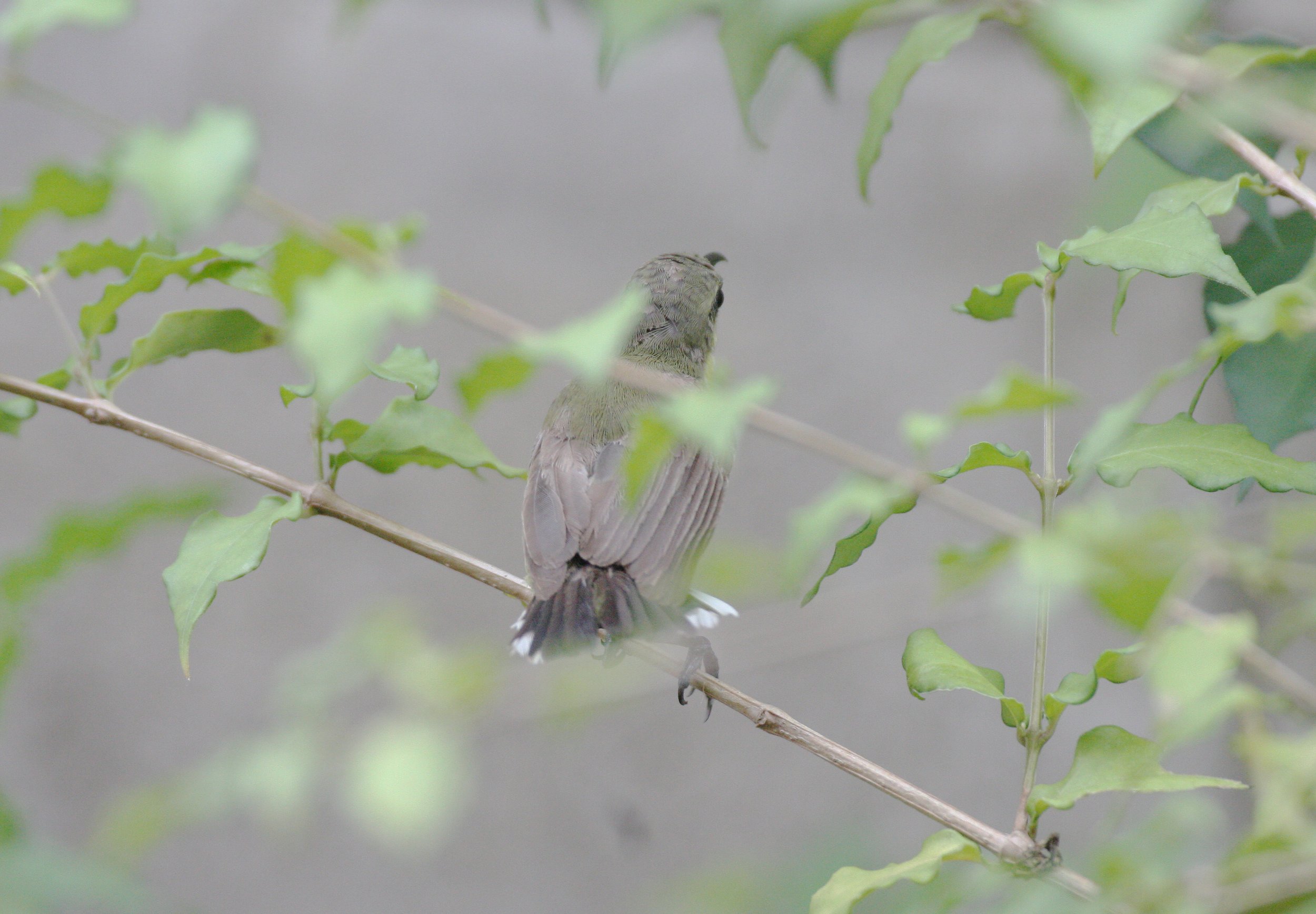 SUNBIRD - OLIVE-BACKED SUNBIRD - Nectarinia jugularis - NECTARINIA JUGULARIS - NST HOUSE THAILAND (1).JPG