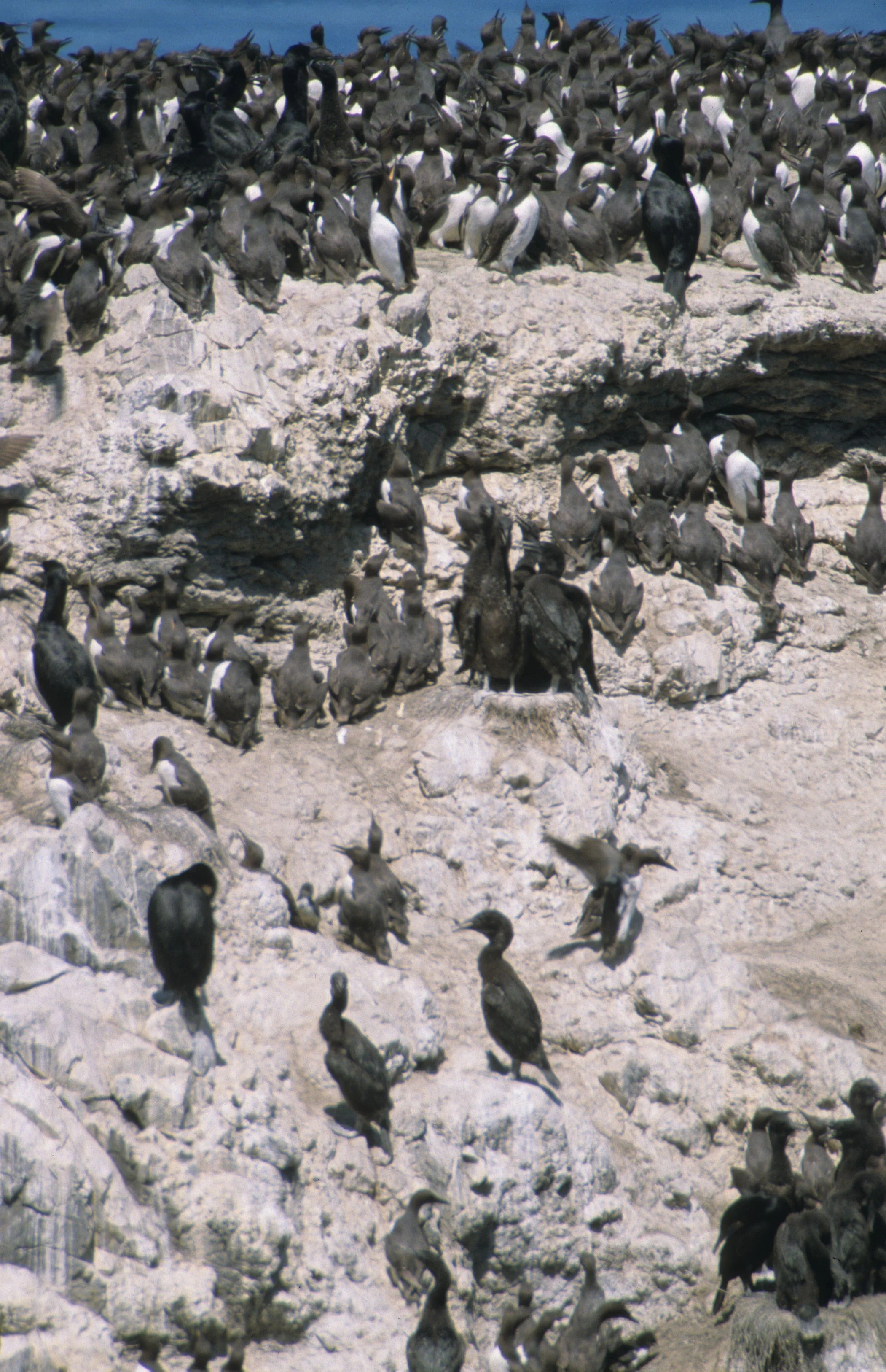 Uria aalge - COMMON MURRE - YAQUINA HEAD OREGON (12).jpg