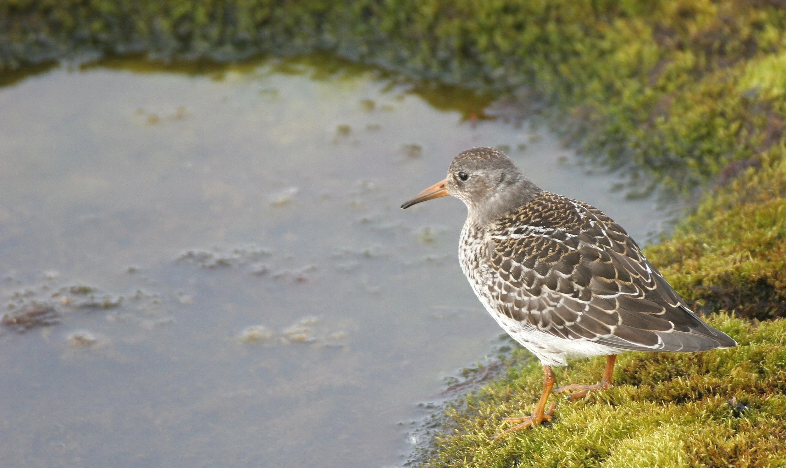 BIRD - SANDPIPER - PURPLE SANDPIPER - SVALBARD (24).jpg