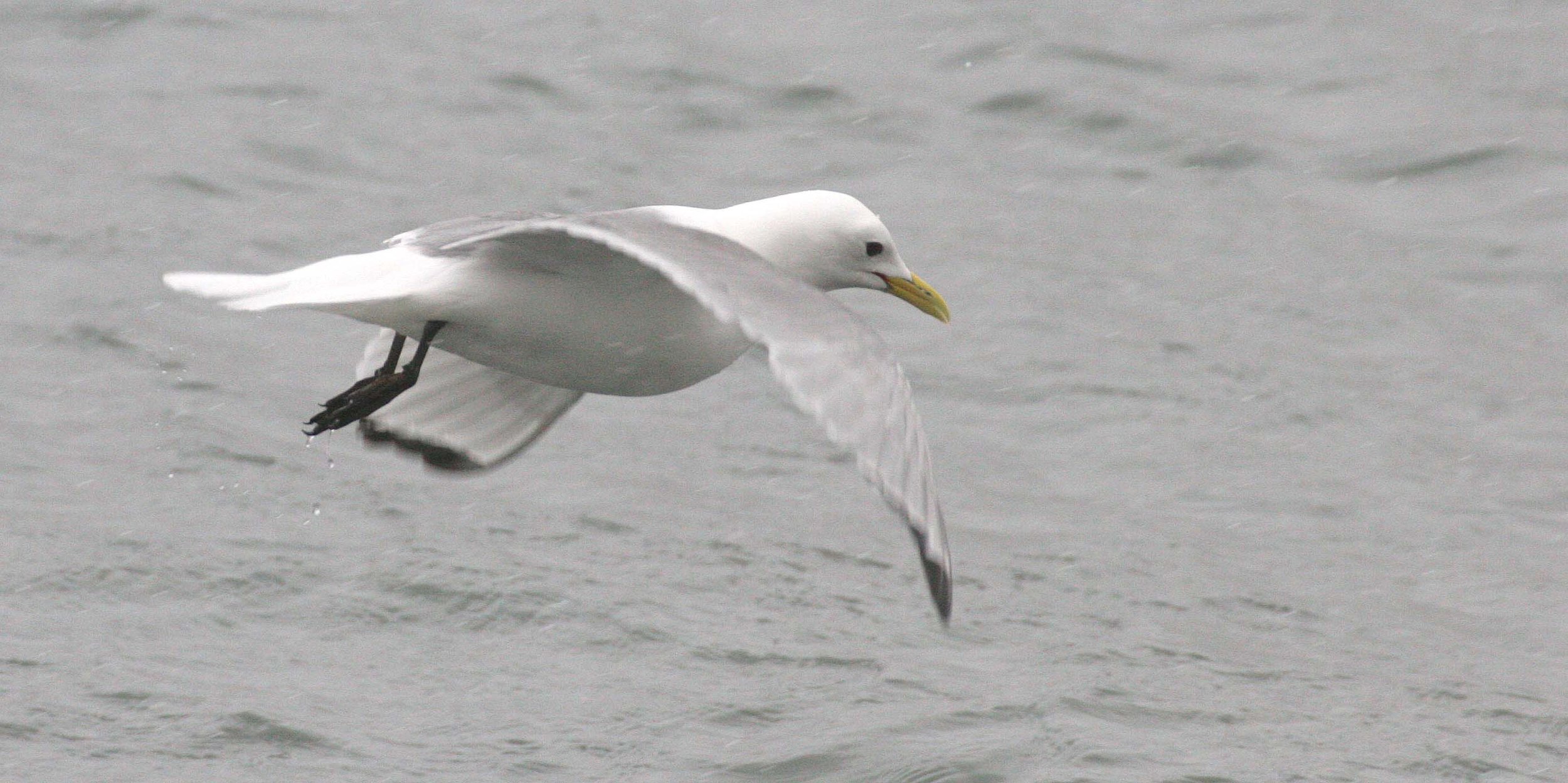 BIRD - KITTIWAKE - BLACK-LEGGED - SVALBARD (17).jpg