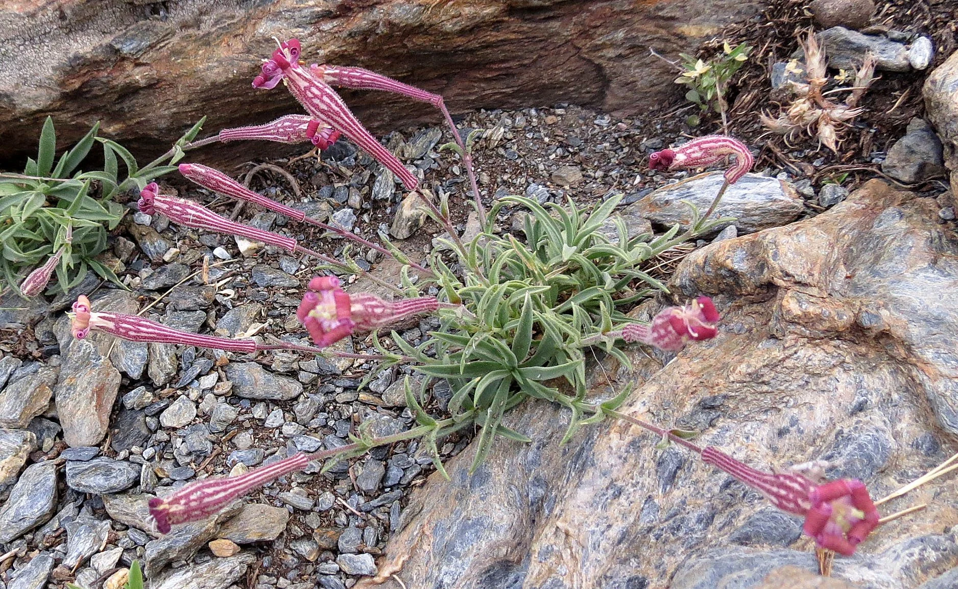 SIERRA NEVADA NATIONAL PARK SPAIN (47).JPG