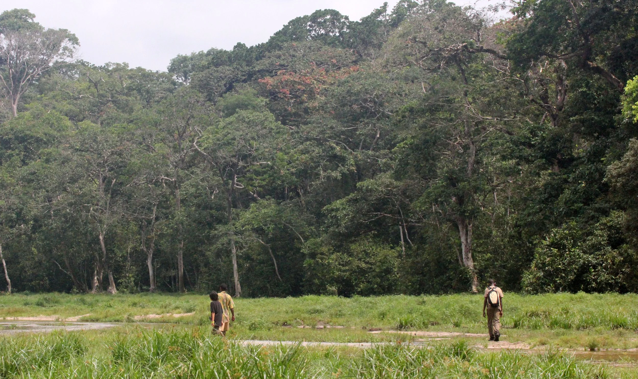 DZANGA NDOKI NATIONAL PARK CENTRAL AFRICAN REPUBLIC (27).JPG