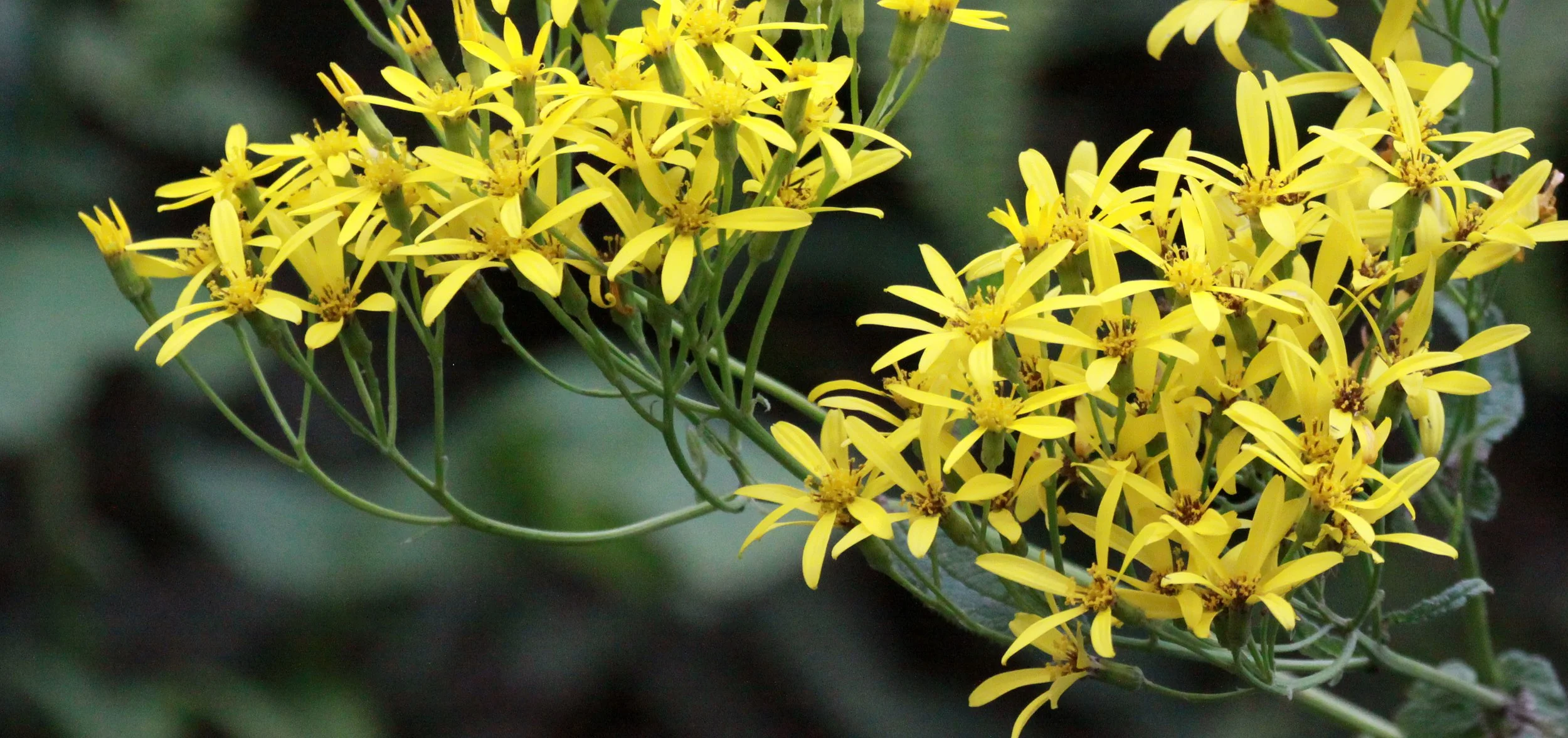 NYUNGWE NATIONAL PARK RWANDA (550).JPG