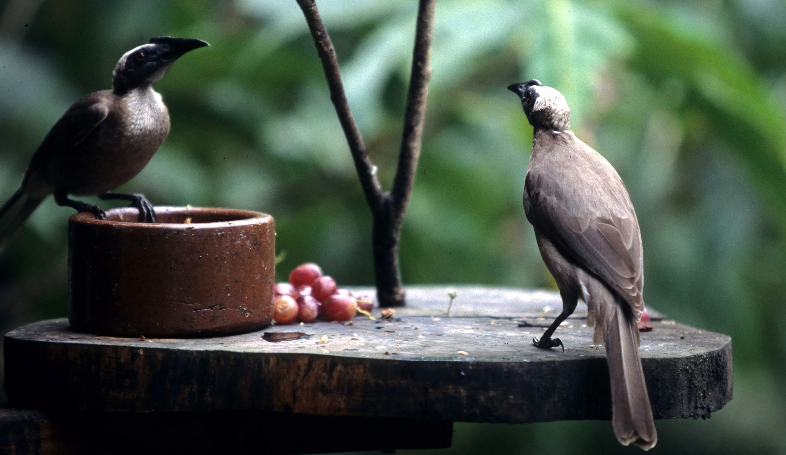 BIRD - FRIARBIRD - HELMETED FRIARBIRD - DAINTREE RAINFOREST.jpg