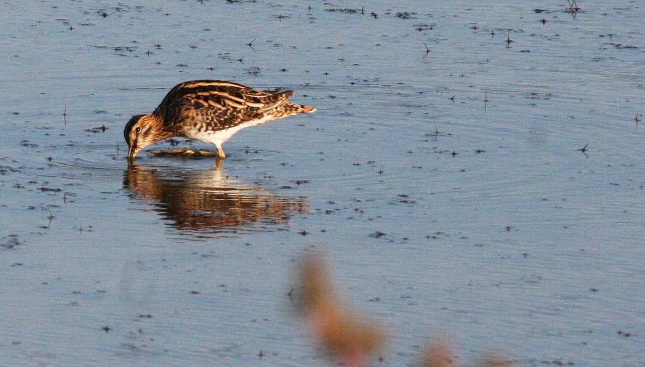 BIRD - SNIPE - COMMON SNIPE - GALLINAGO GALLINAGO - KHAO SAM ROI YOT THAILAND (2).JPG