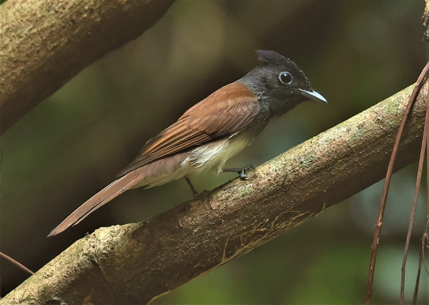 PARADISE-FLYCATCHER - JAPANESE PARADISE-FLYCATCHER - Terpsiphone atrocaudata - KRUNG CHING, KHAO LUANG NP NST, APRIL 2022 (12).jpg