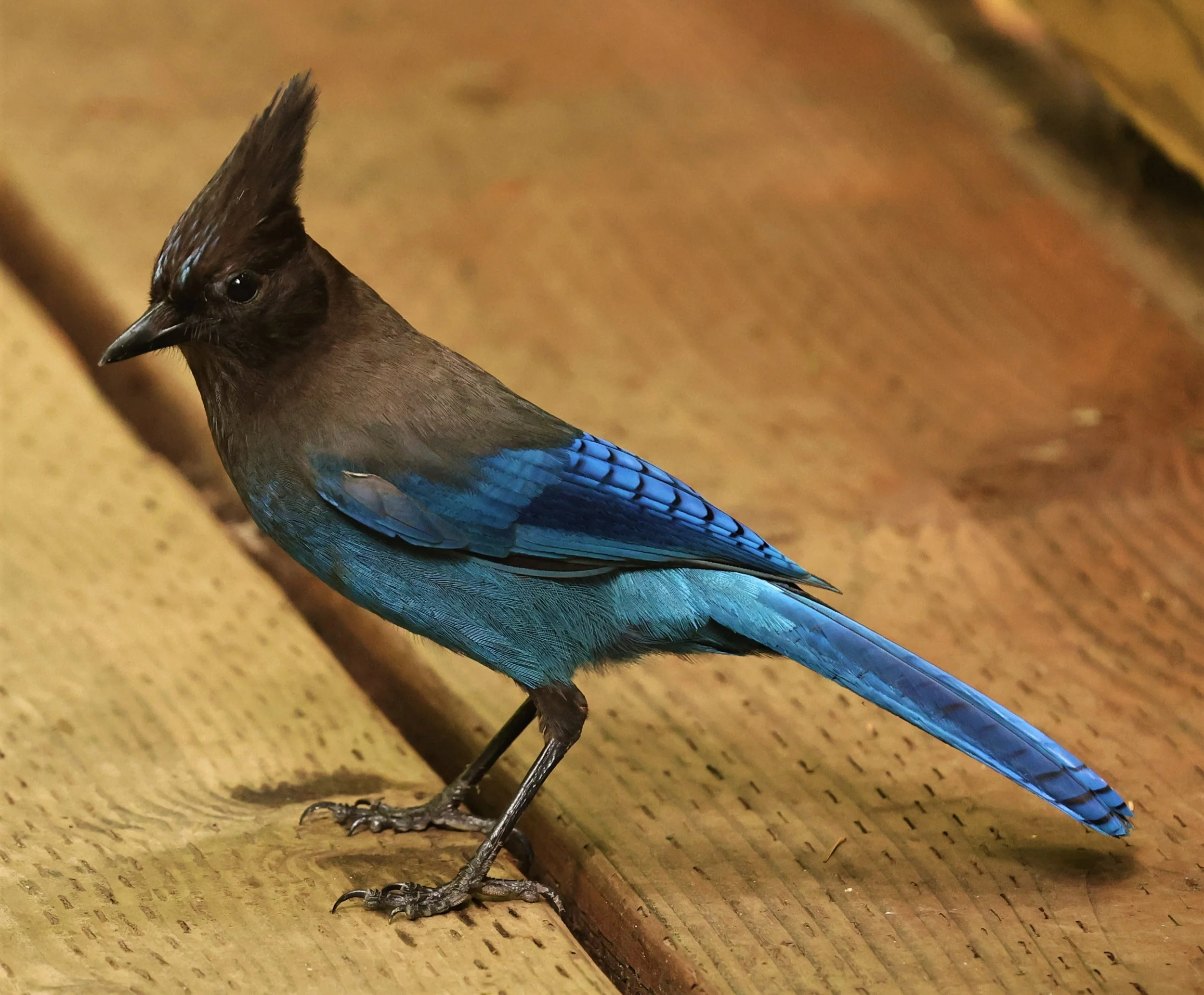 Cyanocitta stelleri - STELLER'S JAY - MUIR WOODS NATIONAL PARK CALIFORNIA JULY 2022 (11).jpg