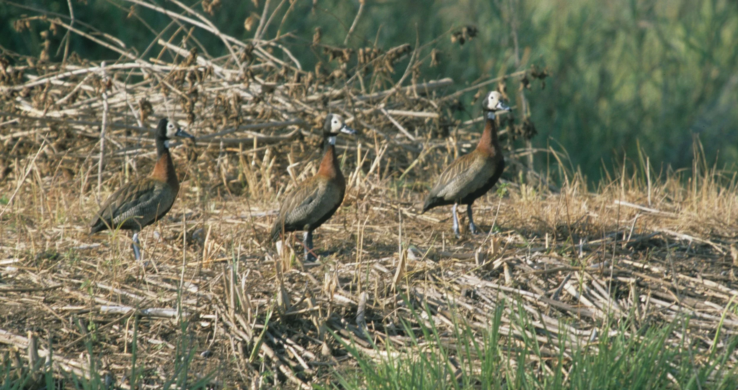 BIRDS - WHITEFACED DUCK - KRUGER C.jpg