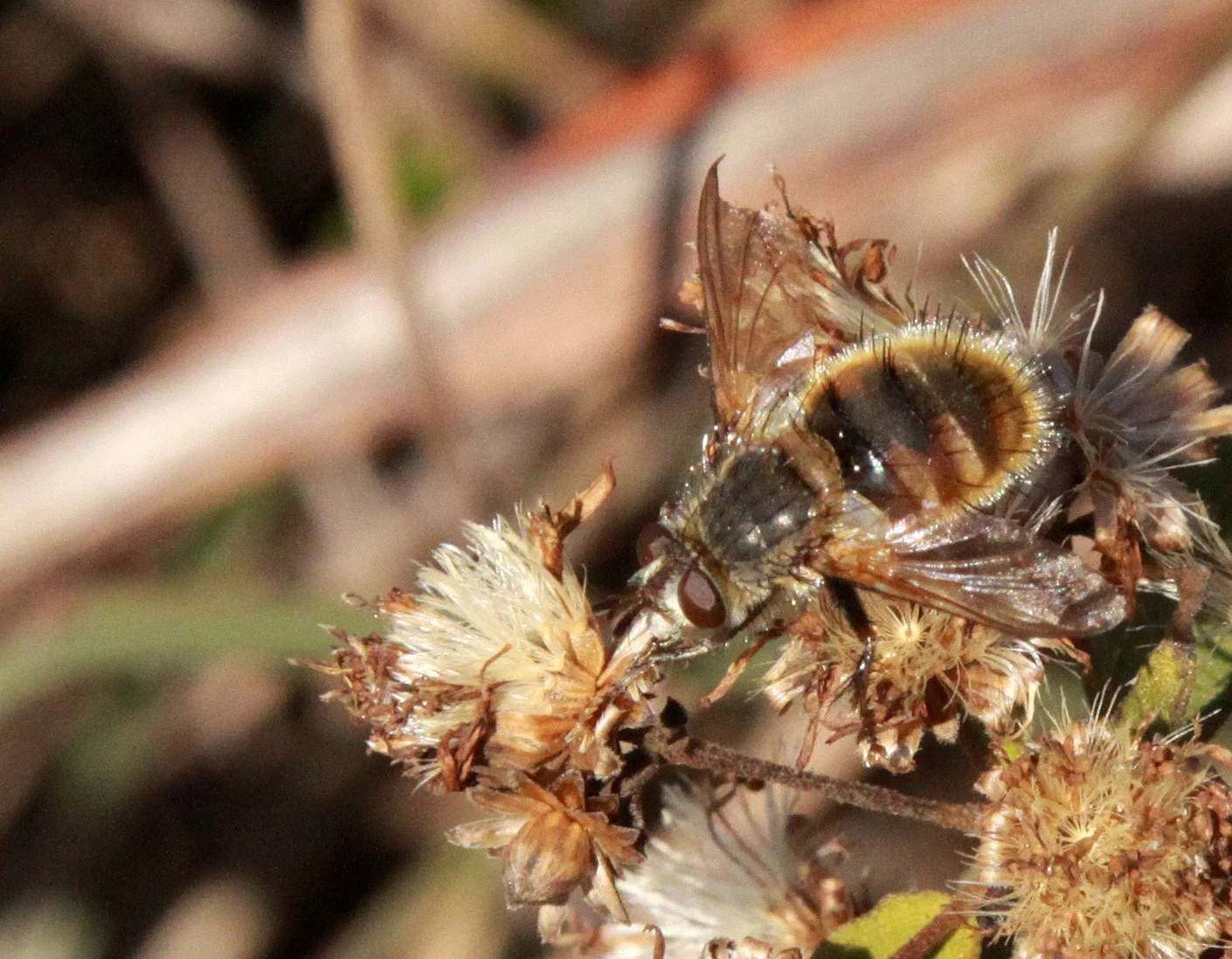 Syrphidae species - Meishuashan - Fujian China