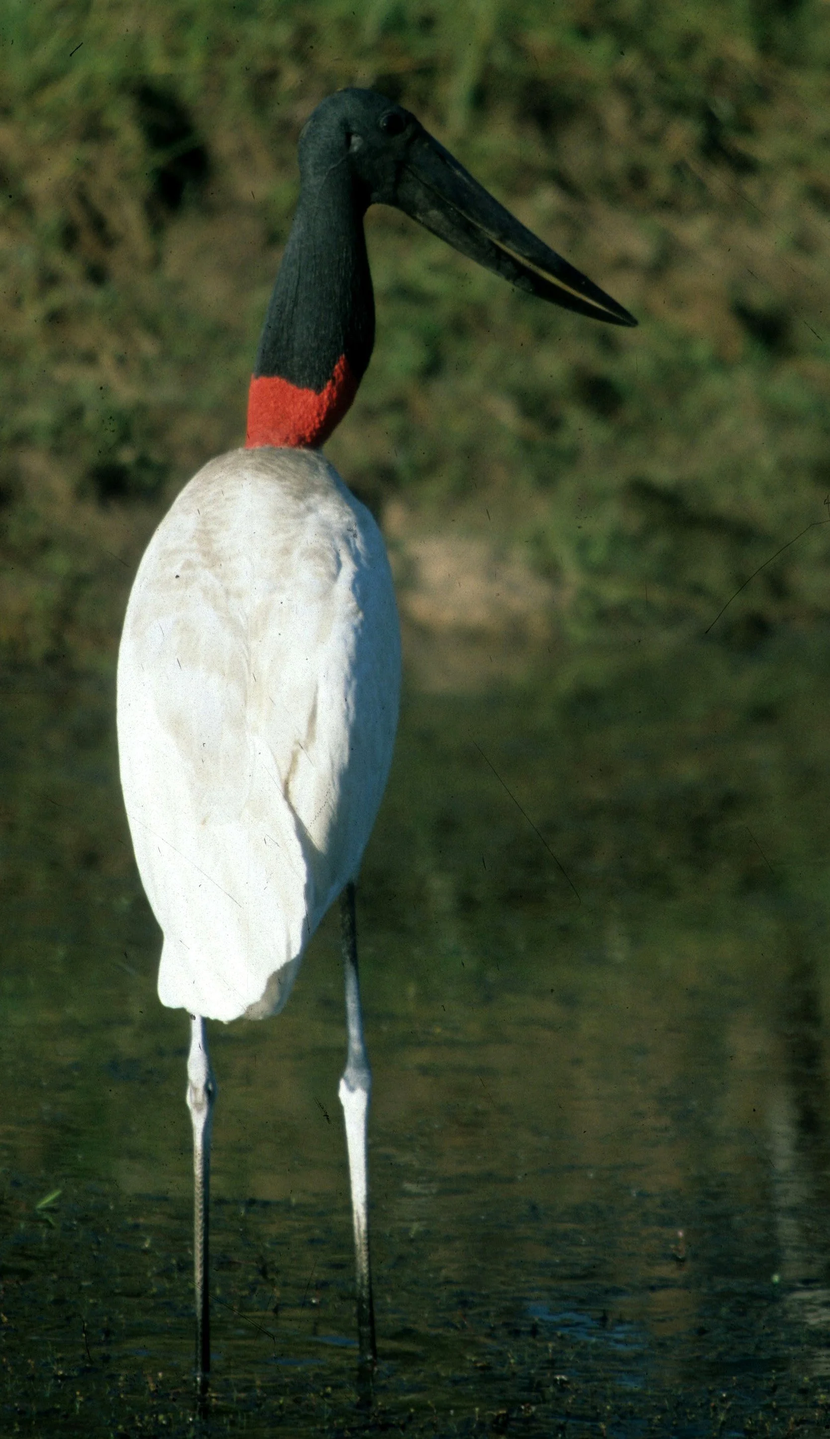 STORK - JABIRU - Jabiru mycteria - PANTANAL BRAZIL - MATTO GROSSO (6).jpg
