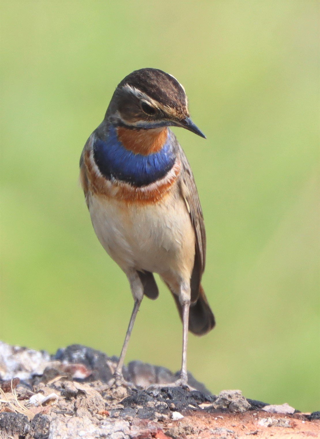 BLUETHROAT - Luscinia svecica - LAT KRABANG WETLANDS NEAR BKK (24).jpg