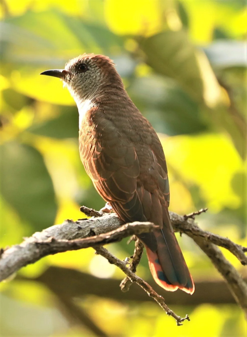 Violet Cuckoo (Chrysococcyx xanthorhynchus) Rama IX Park Bangkok (25).jpg