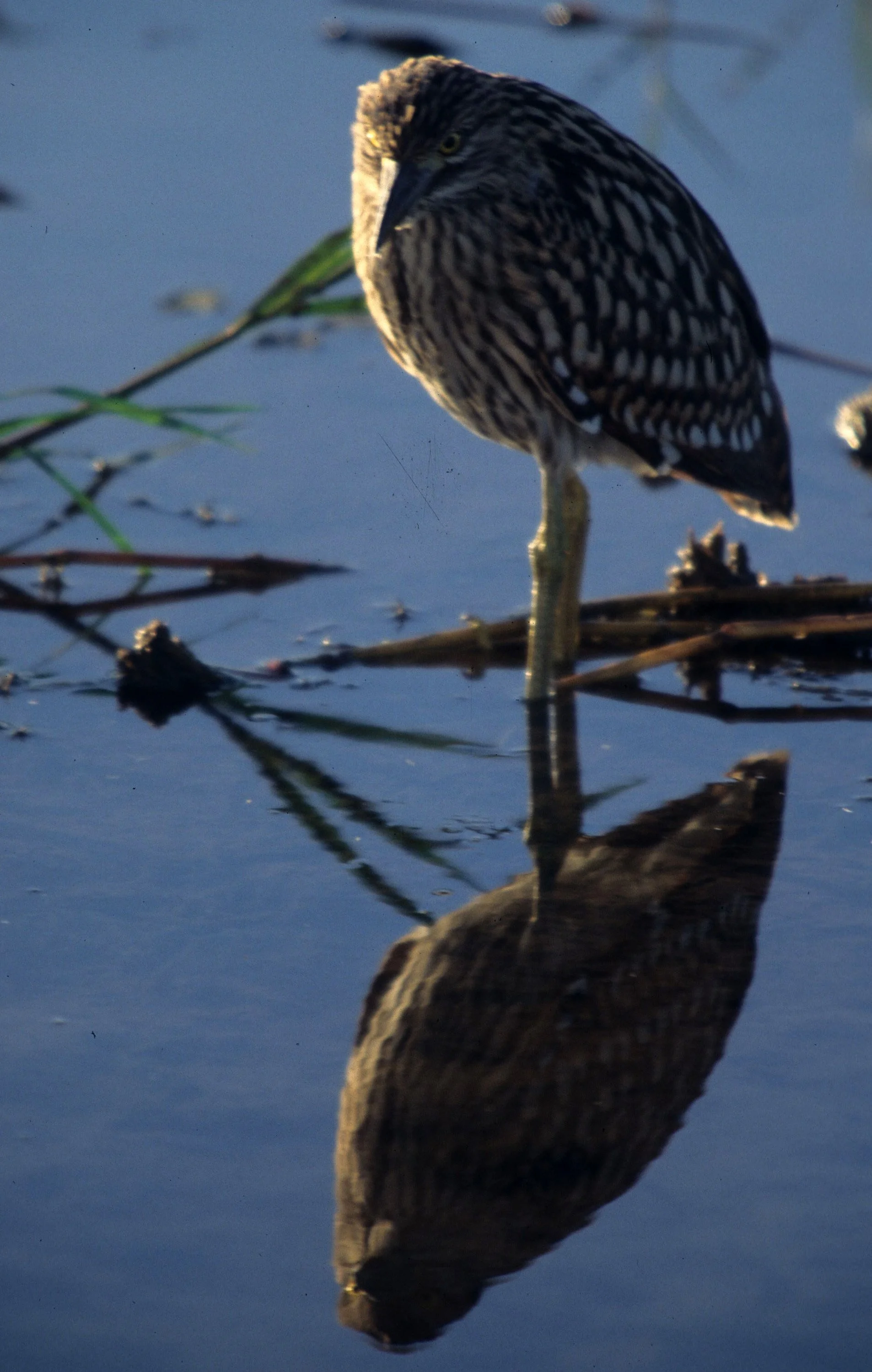 BIRD - HERON - STRIATED HERON IN KAKADU NP.jpg