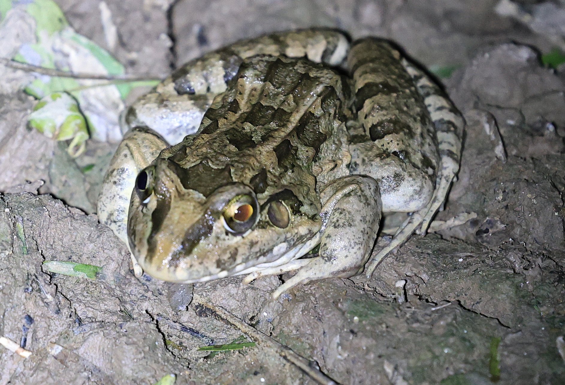 Chaco Frog (Leptodactylus chaquensis) Parque Nacional Teniente Agripino Enciso (5).jpg