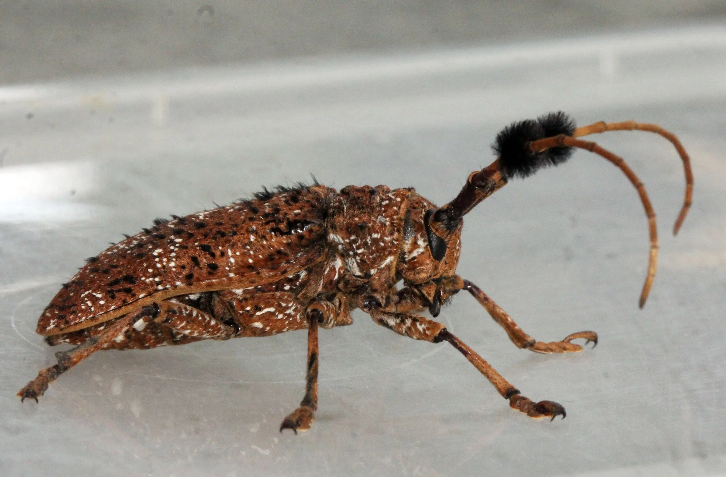 Aristobia freneyi - Lampang, Thailand (34).JPG