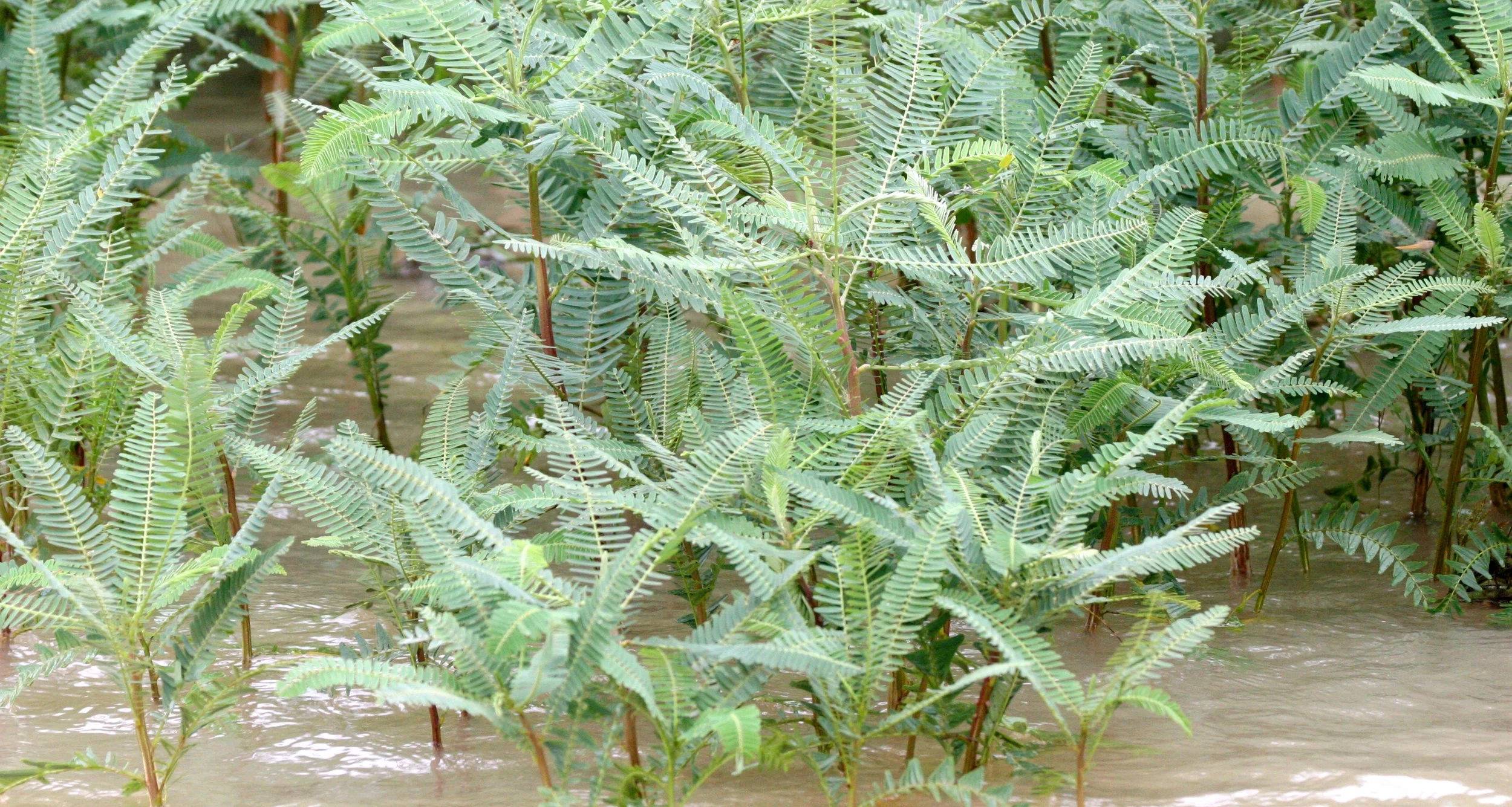 BUENG BORAPHET THAILAND - AQUATIC FERNS.JPG