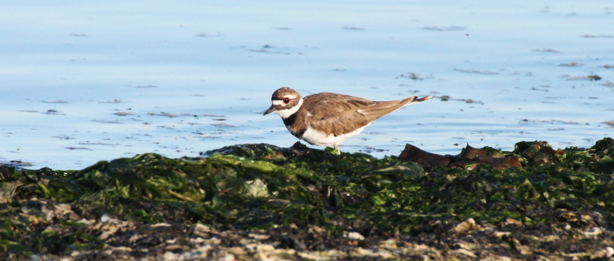 BIRD - KILLDEER - SEQUIM BAY WA (8).JPG