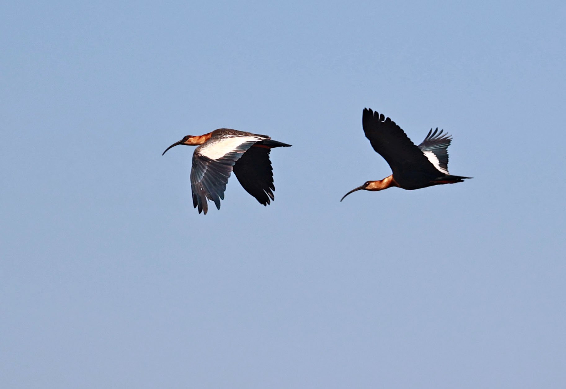 Ibis - Buff-necked Ibis - Theristicus caudatus - Emas National Park, Goias State, Brazil (6).jpg