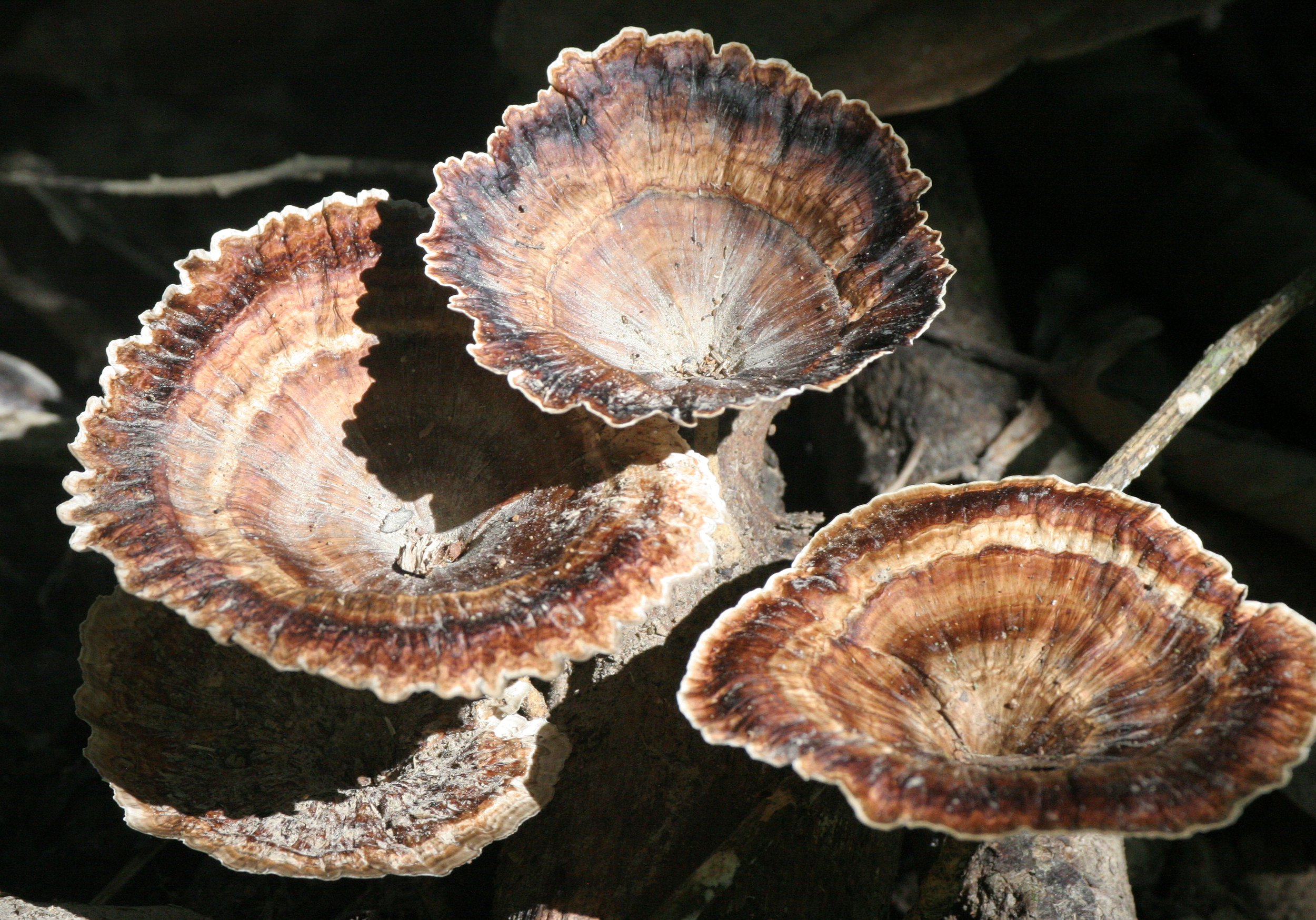 TABIN WILDLIFE RESERVE BORNEO - FUNGUS SPECIES C.JPG