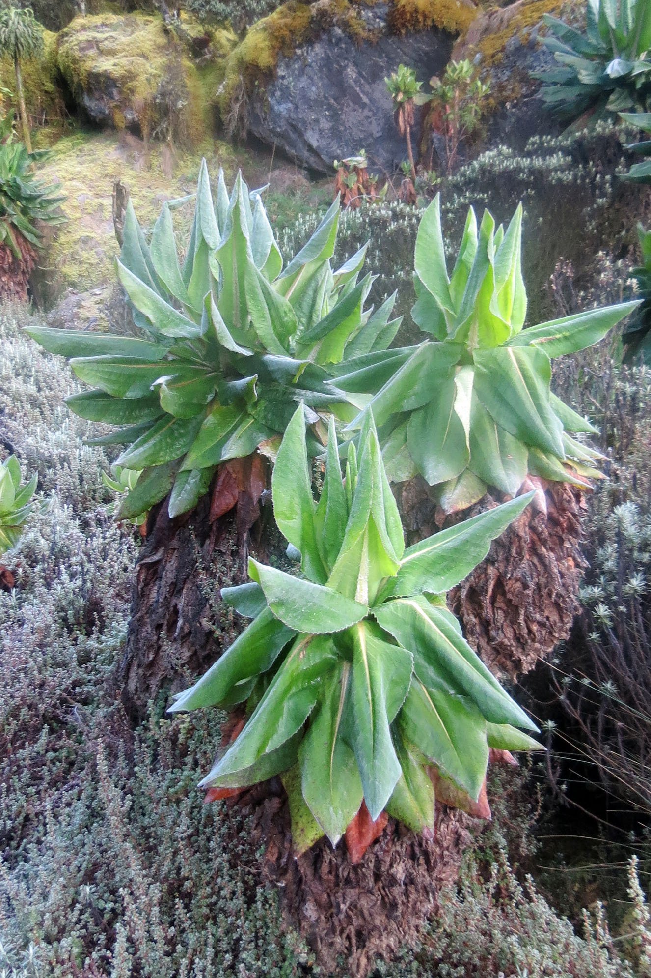 RWENZORI NATIONAL PARK UGANDA (212).JPG