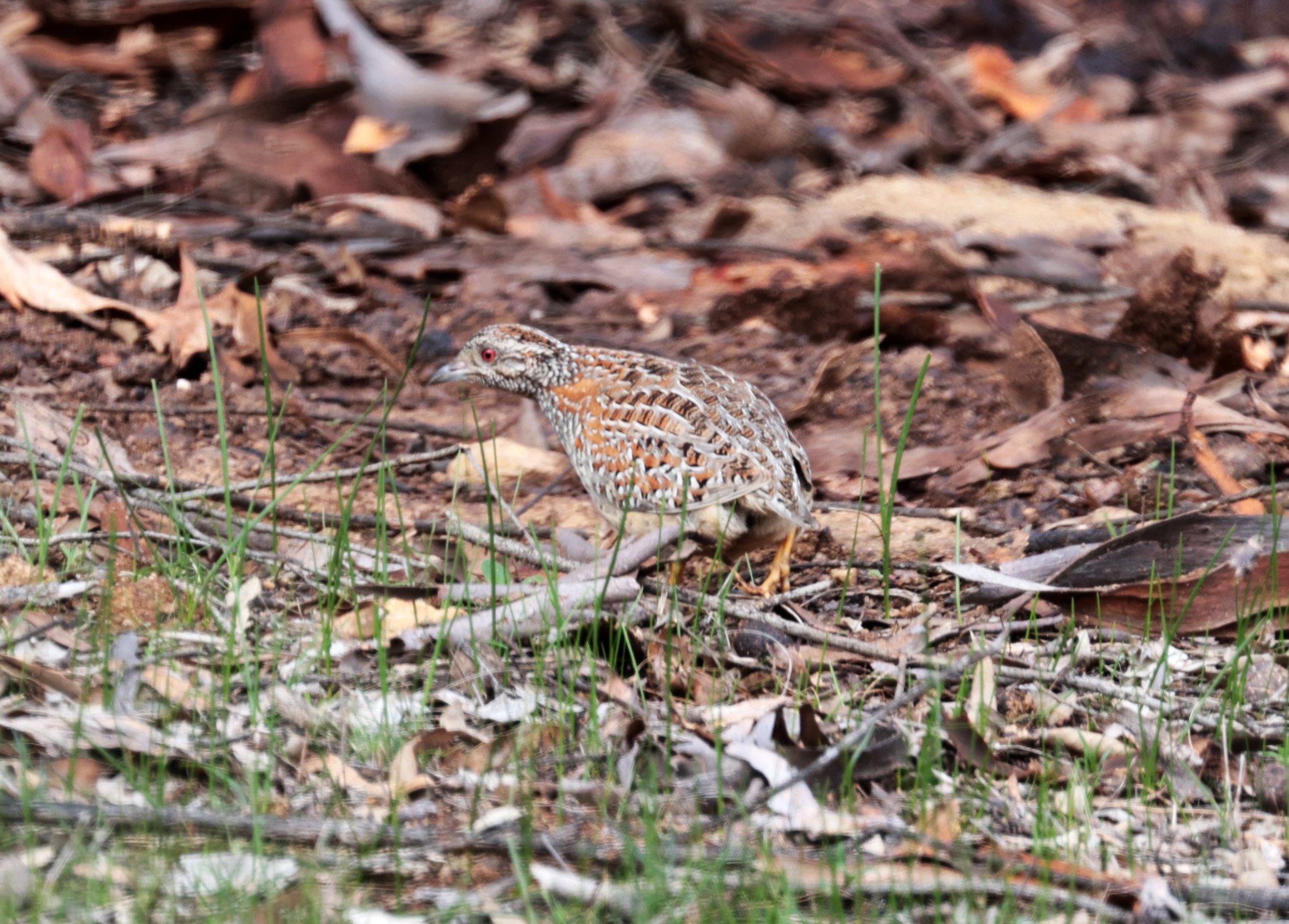 Small Buttonquail (Turnix sylvaticus) Dryandra - Western Australia (9).jpg
