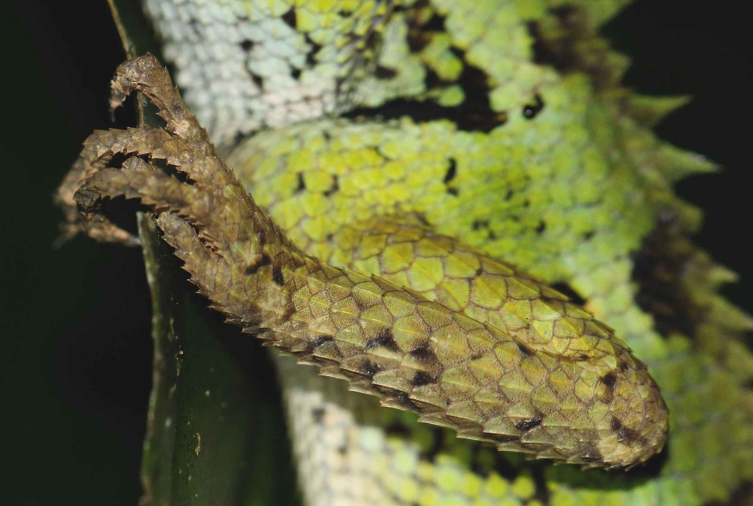 Calotes emma - Garden Lizard - Koh Lanta, Thailand (4).JPG