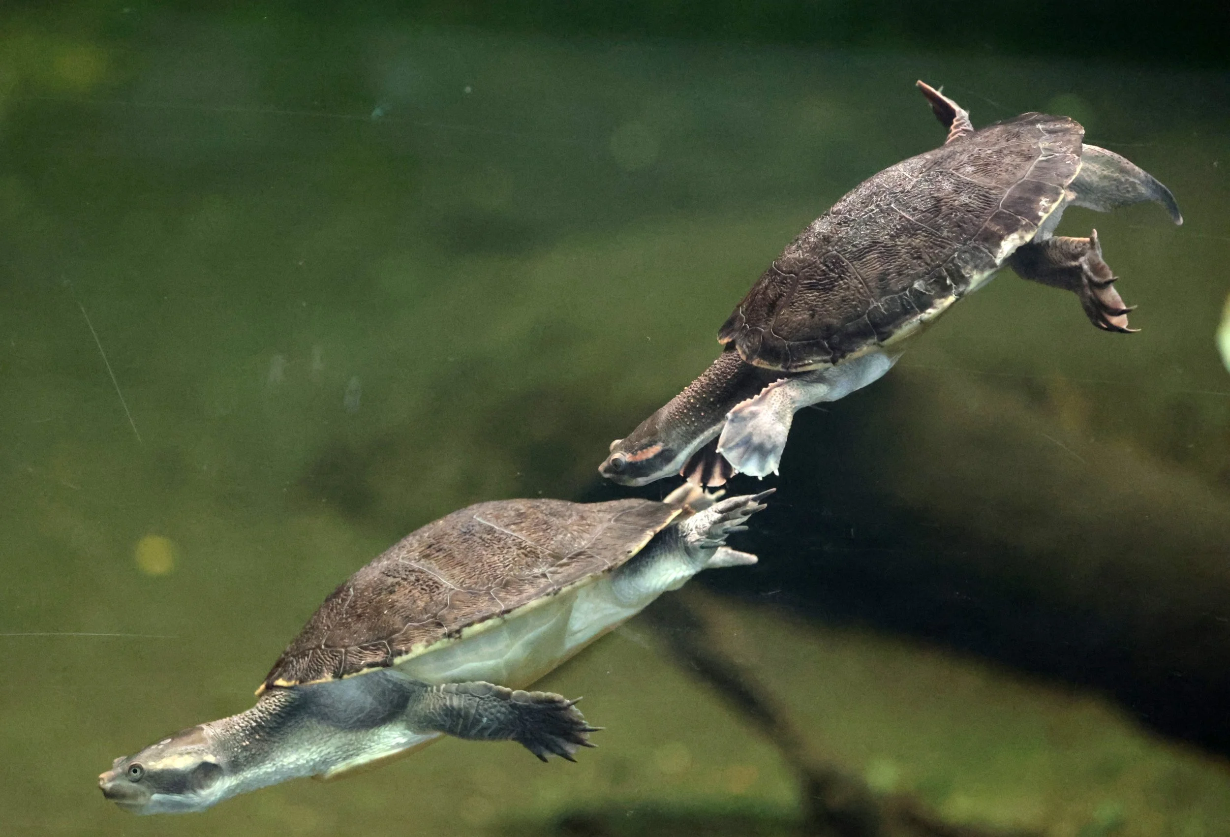 Unidentified Turtle Species - Perth Zoo - Western Australia — Coke ...