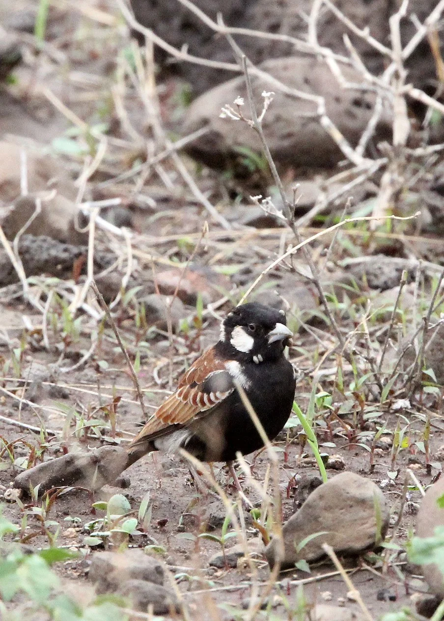 Chestnut-backed Sparrow-Lark (Eremopterix leucotis) Ali Dege Plains Ethiopia (4).JPG