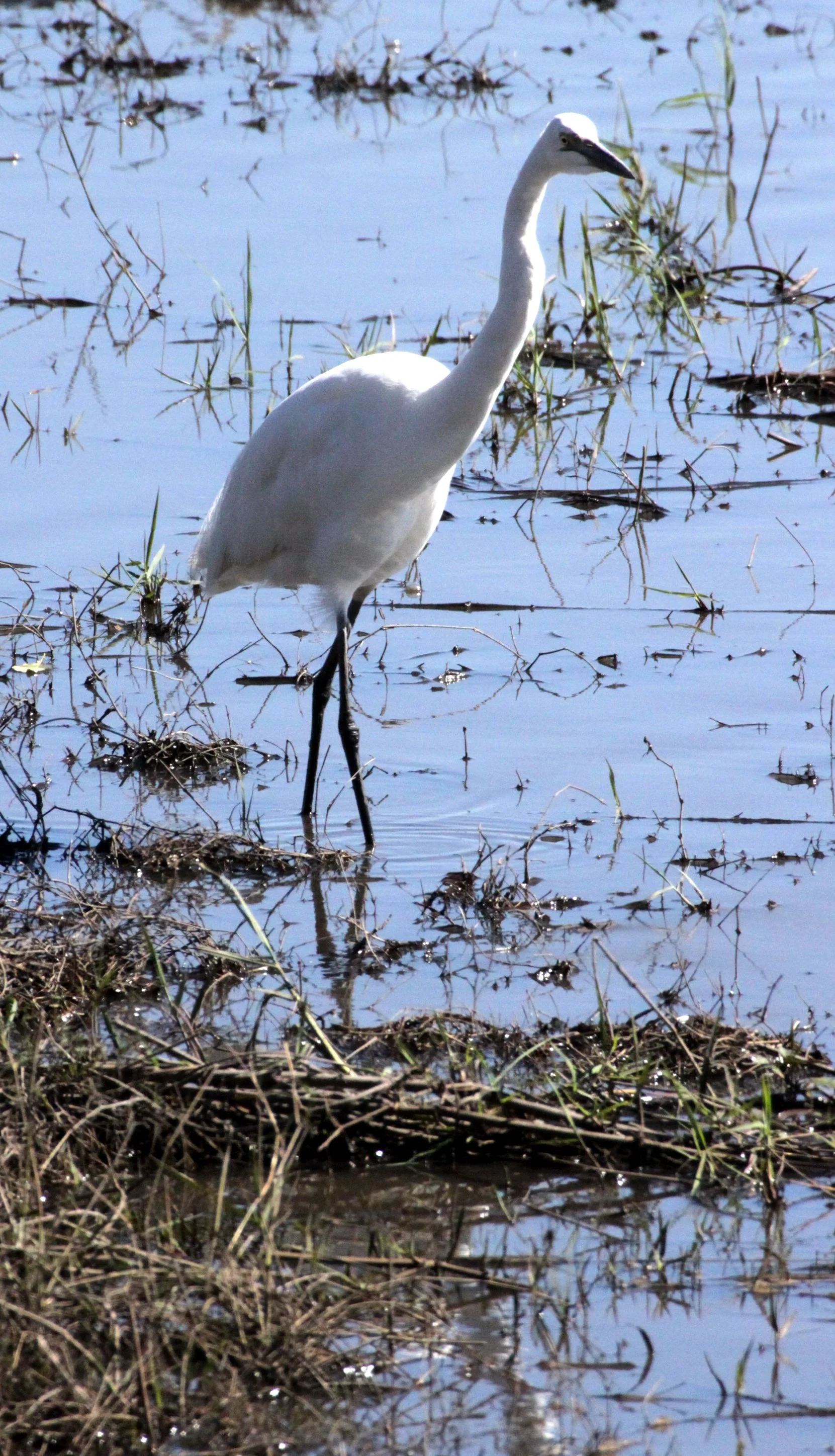 EGRET - AFRICAN GREAT EGRET - Ardea alba melanorhynchos - CHOBE NATIONAL PARK BOTSWANA (3).JPG