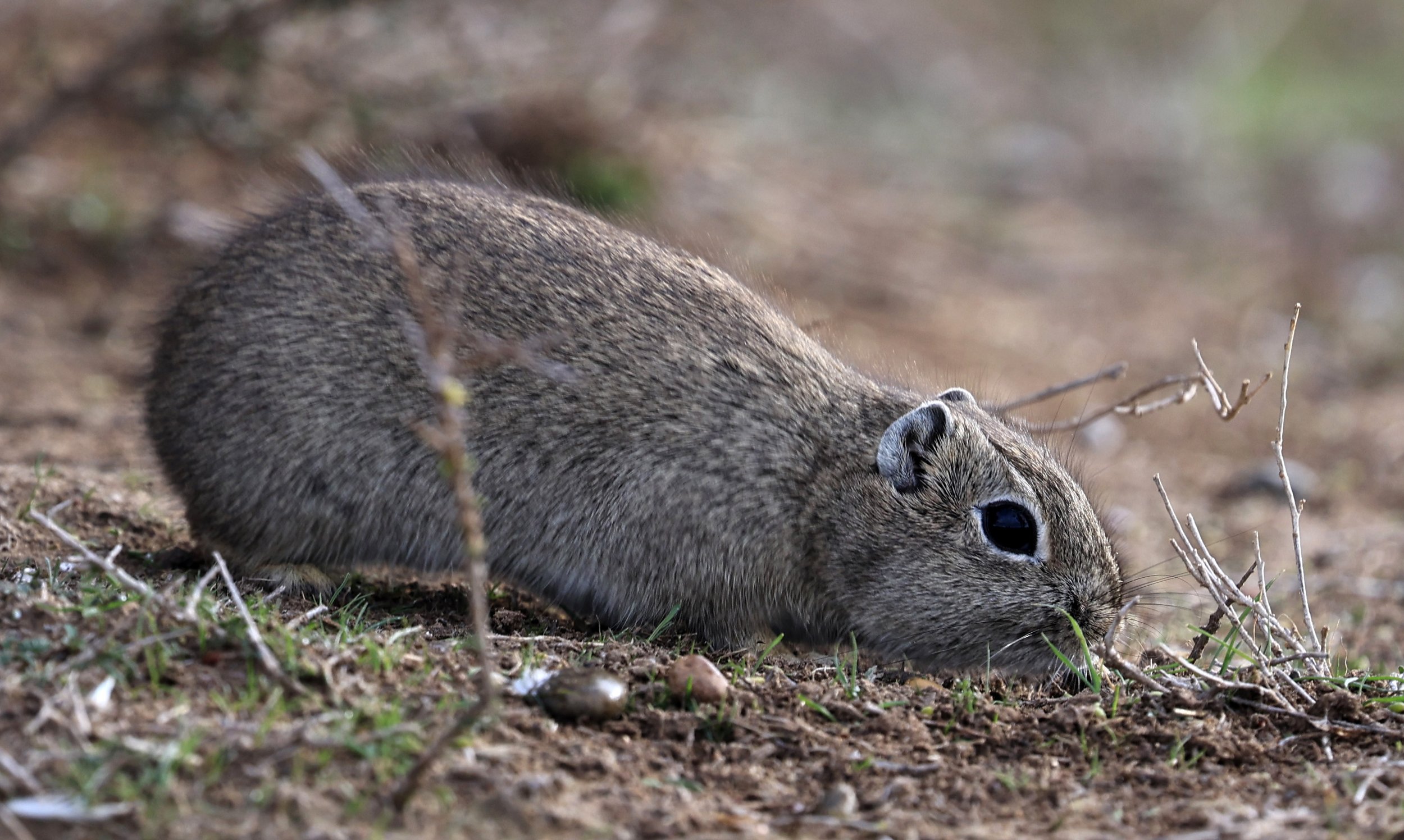 Southern Mountain Cavy (Microcavia australis) Valdes Peninsula, Chubut Province, Argentina Day 2 (1 (70).jpg