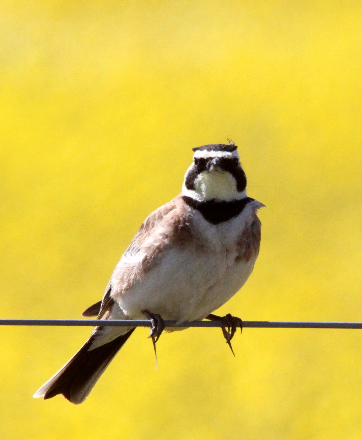 Horned Lark (Eremophila alpestris) Carrizo Plain National Monument California (11).JPG