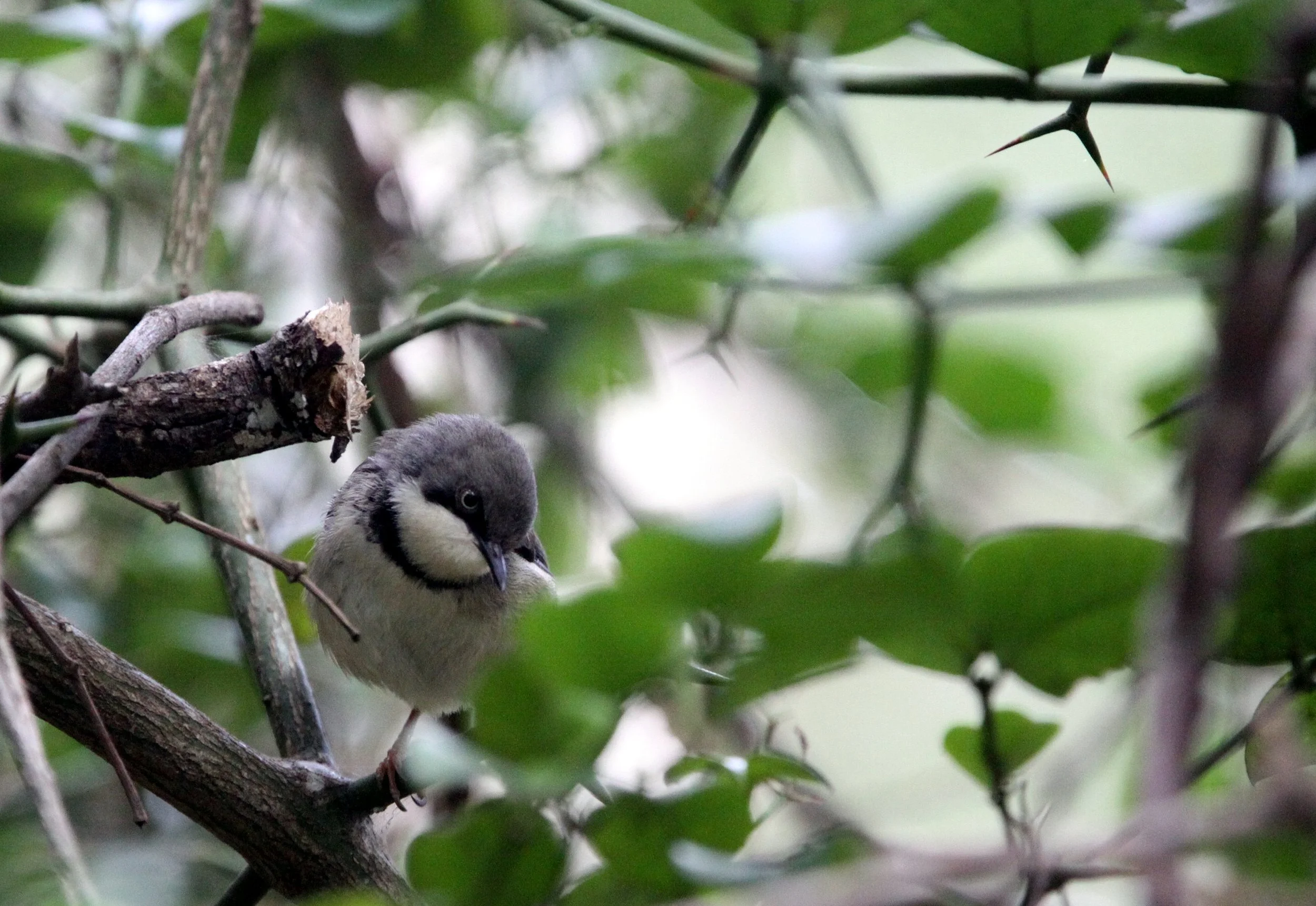 BIRD - APALIS - BAR-THROATED APALIS - APALIS THORACICA - TSITSIKAMMA NATIONAL PARK SOUTH AFRICA (6).JPG