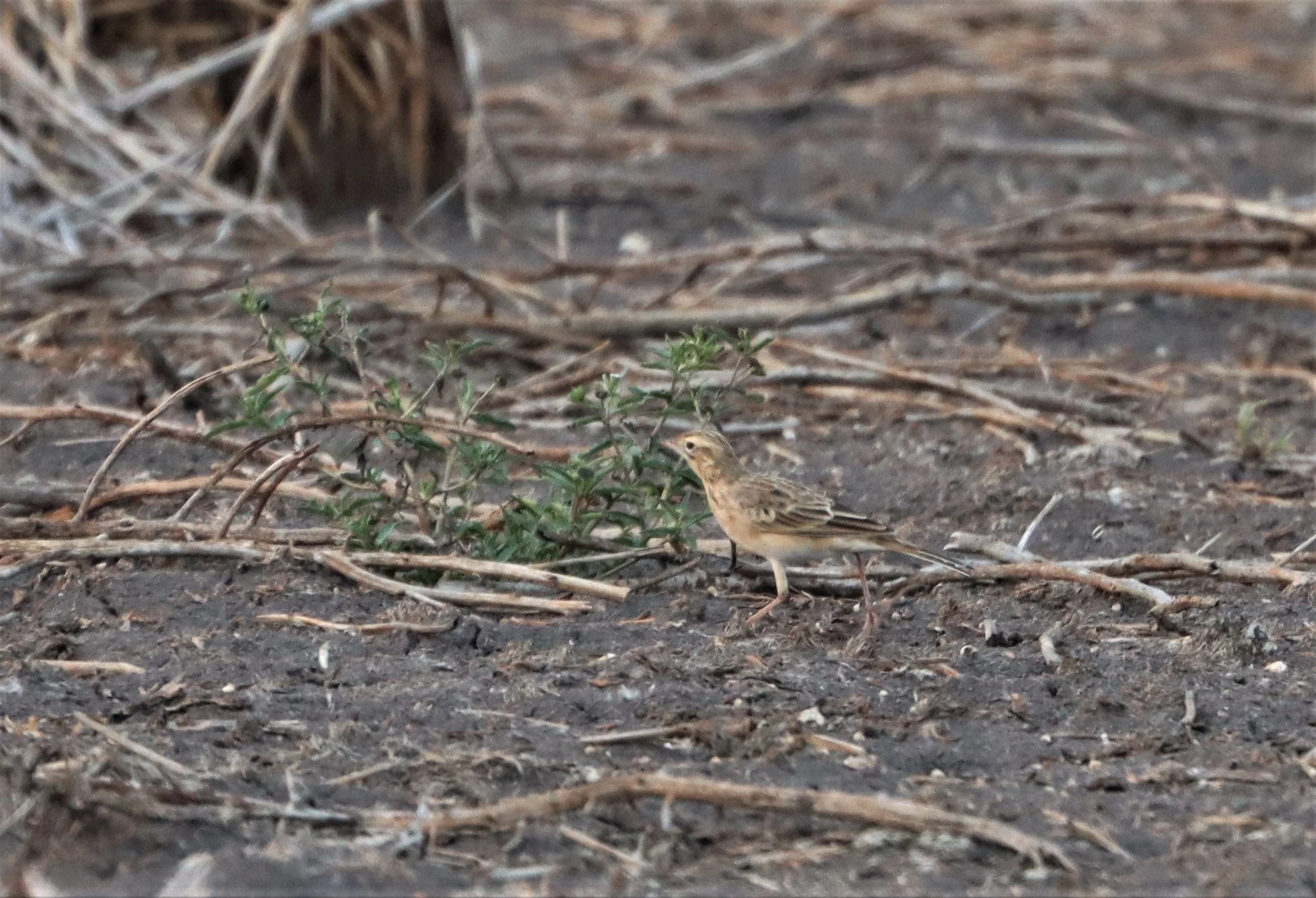 Paddyfield Pipit (Anthus rufulus) LAT KRABANG RICE FIELDS (2).jpg