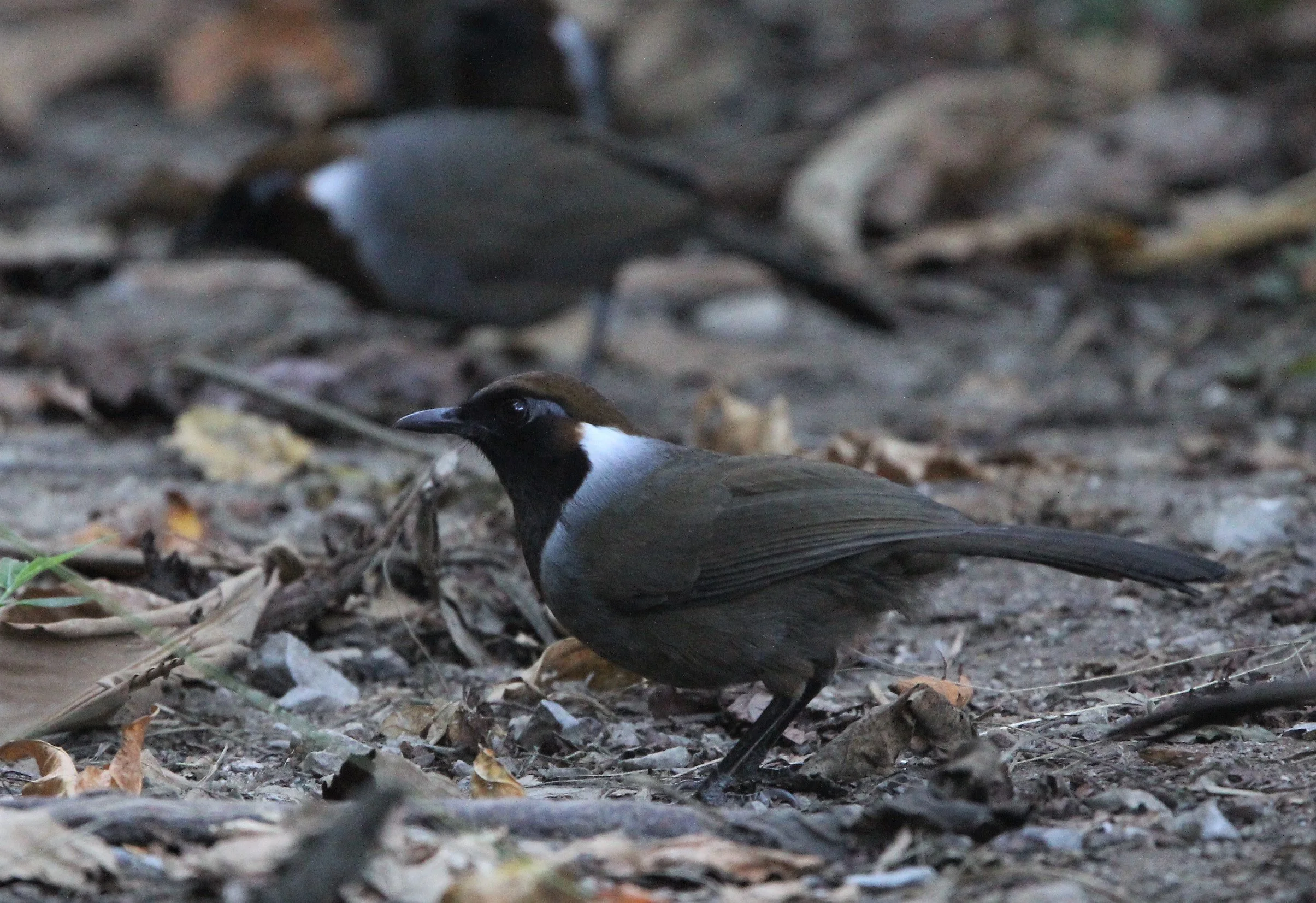 LAUGHINGTHRUSH - WHITE-NECKED LAUGHINGTHRUSH - Garrulax strepitans - CHONG YEN CAMPSITE, MAE WONG NATIONAL PARK S (8).jpg