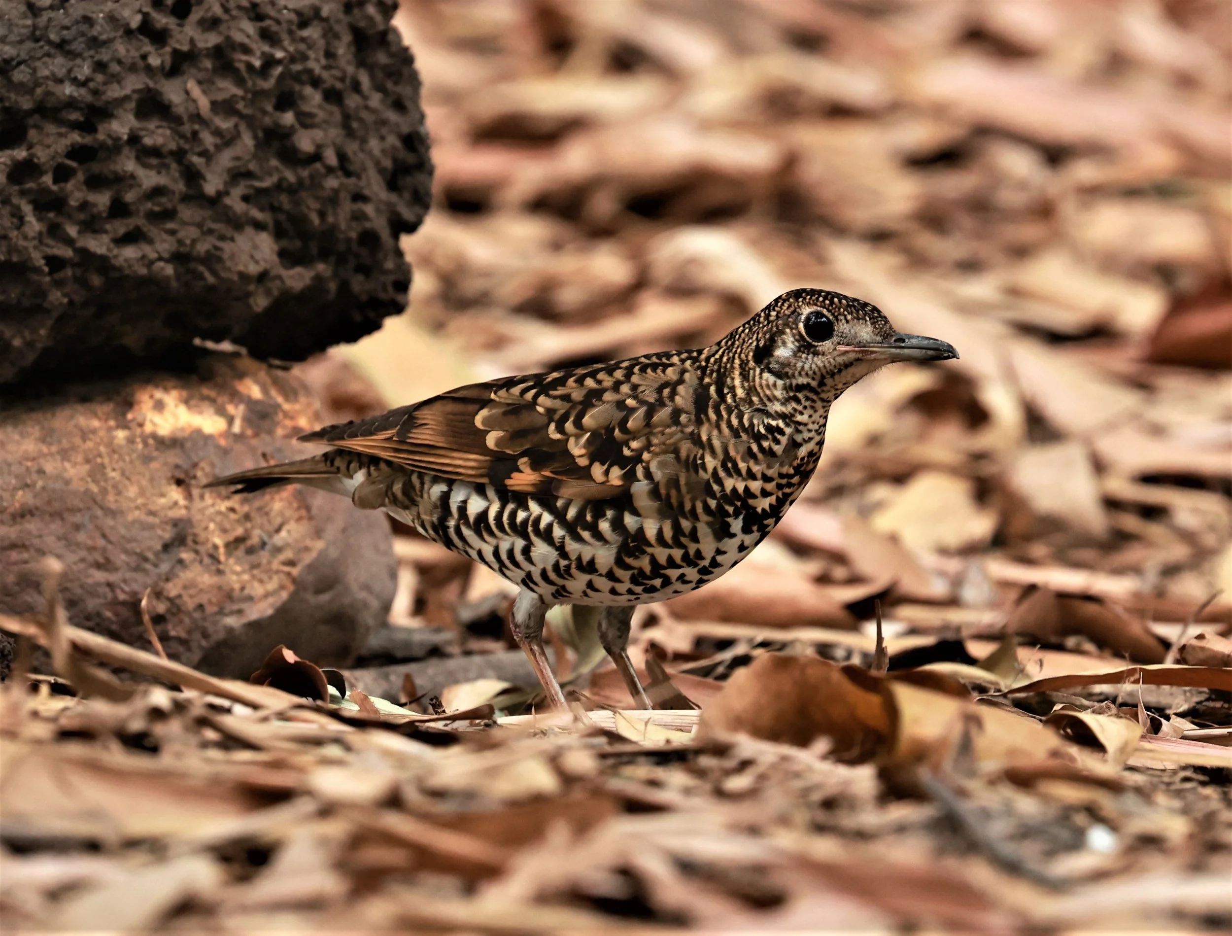 White's Thrush (Zoothera aurea) Putthamonthon Park Nakhon Pathom Thailand (8).jpg